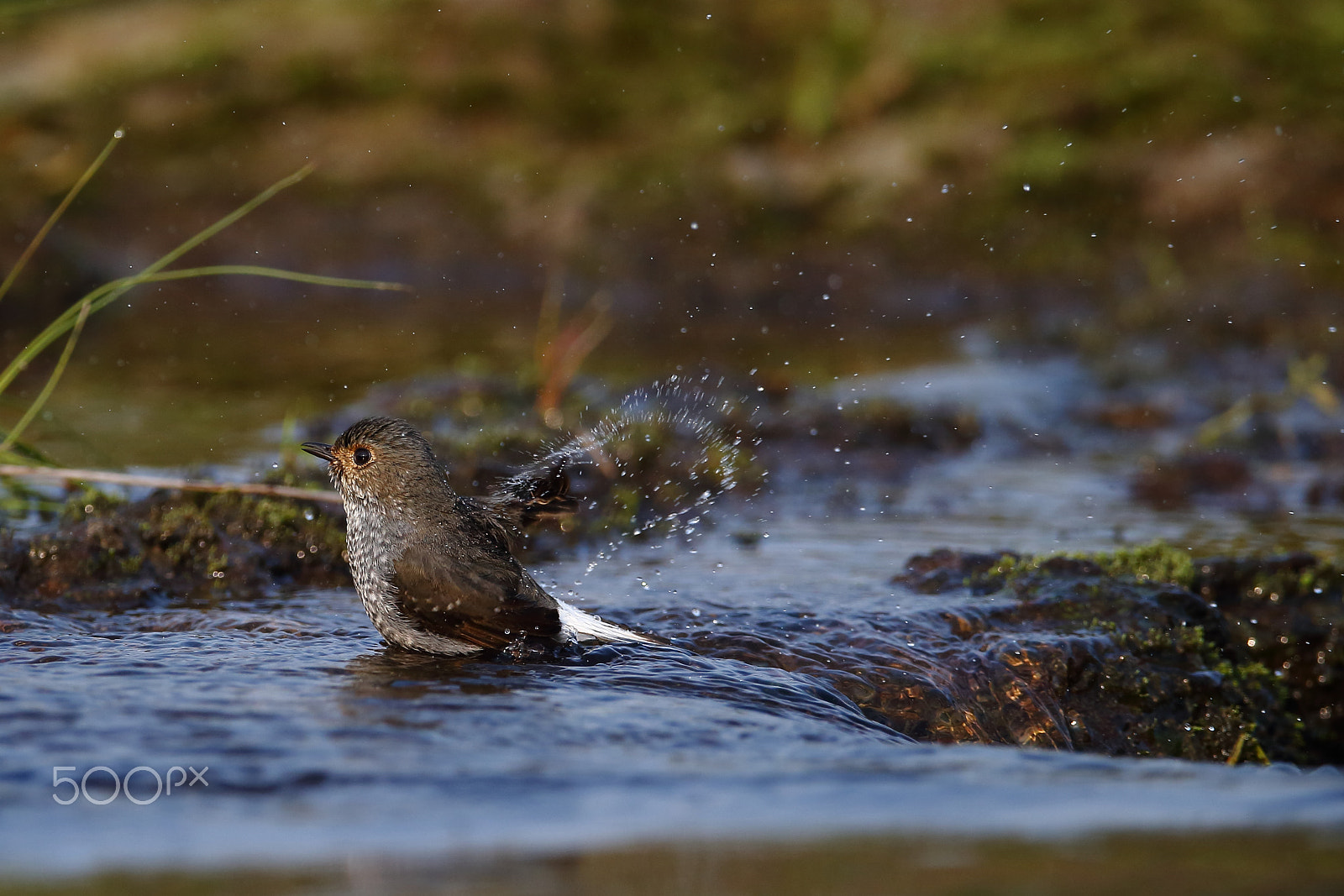 Canon EF 400mm F2.8L IS II USM sample photo. Bs3p3600.jpg photography