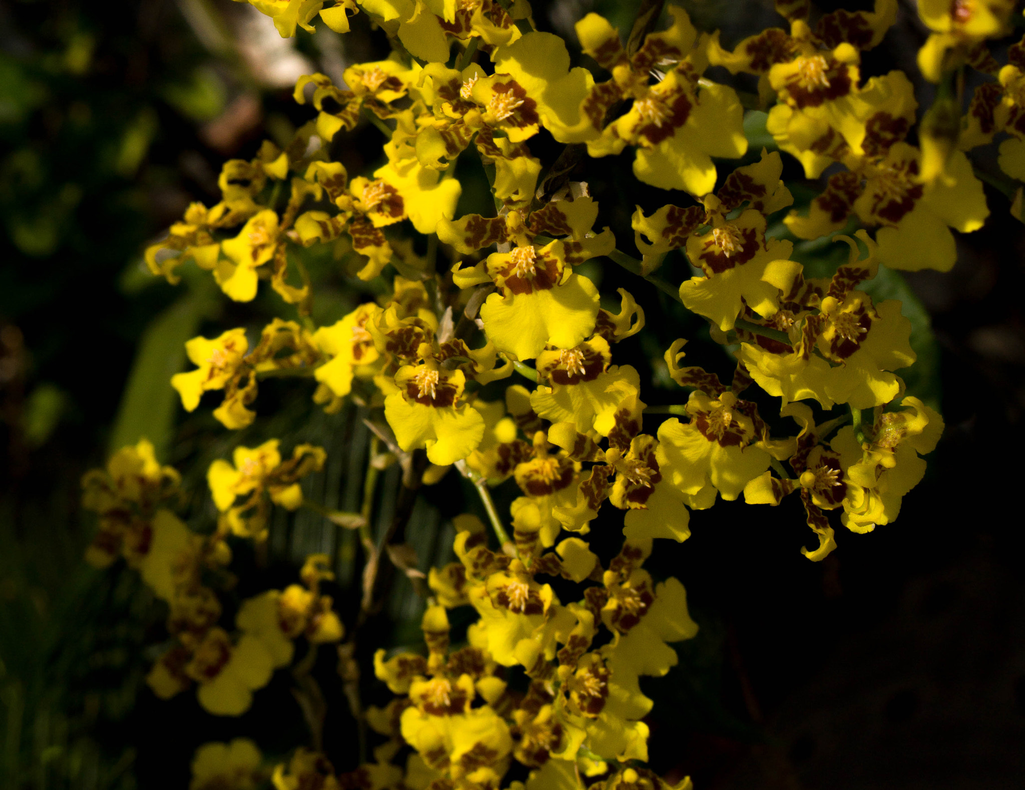 Sony Alpha a3500 sample photo. Orchids photography