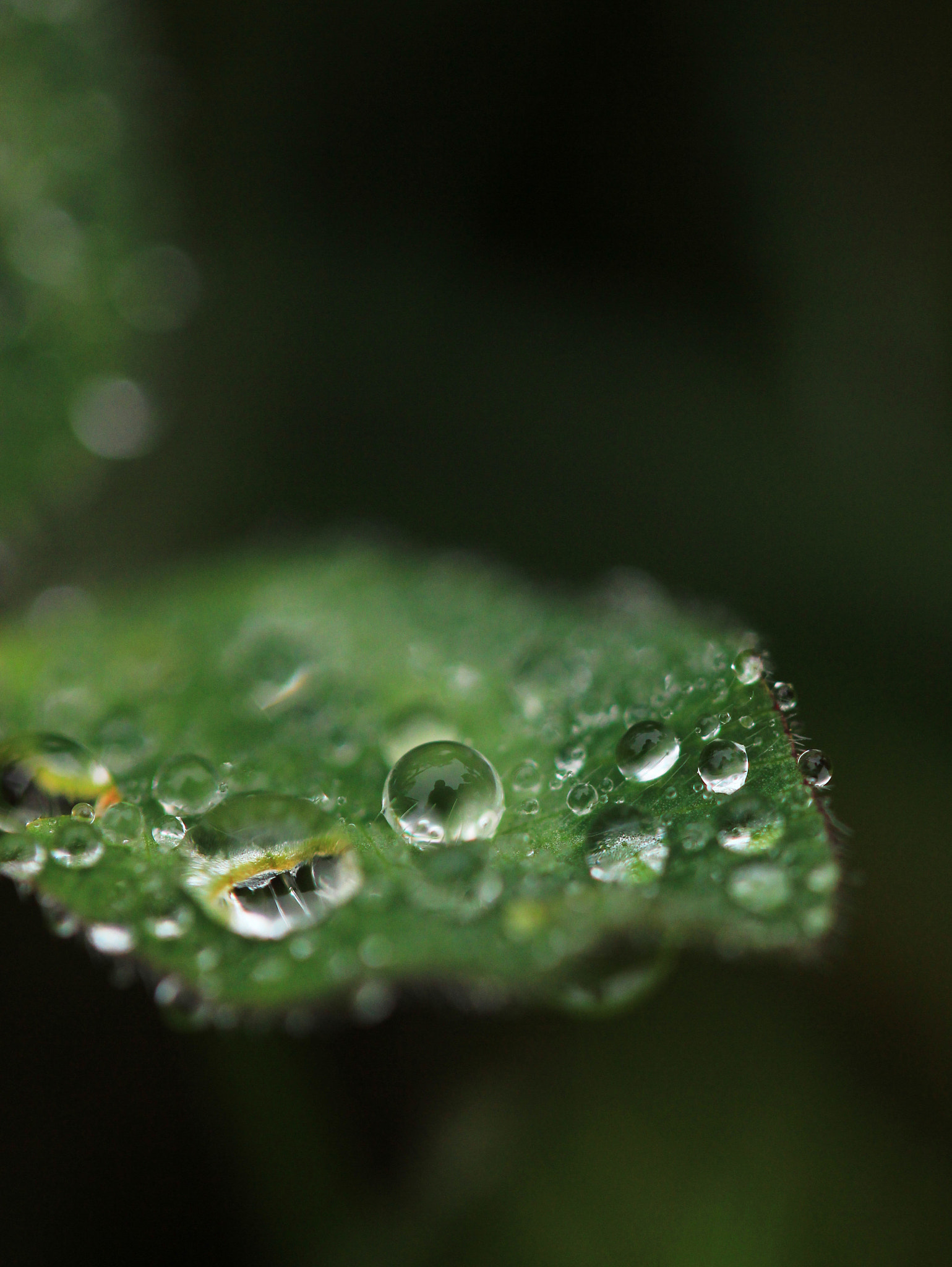 Canon EF-S 60mm F2.8 Macro USM sample photo. The photographer within the drop photography