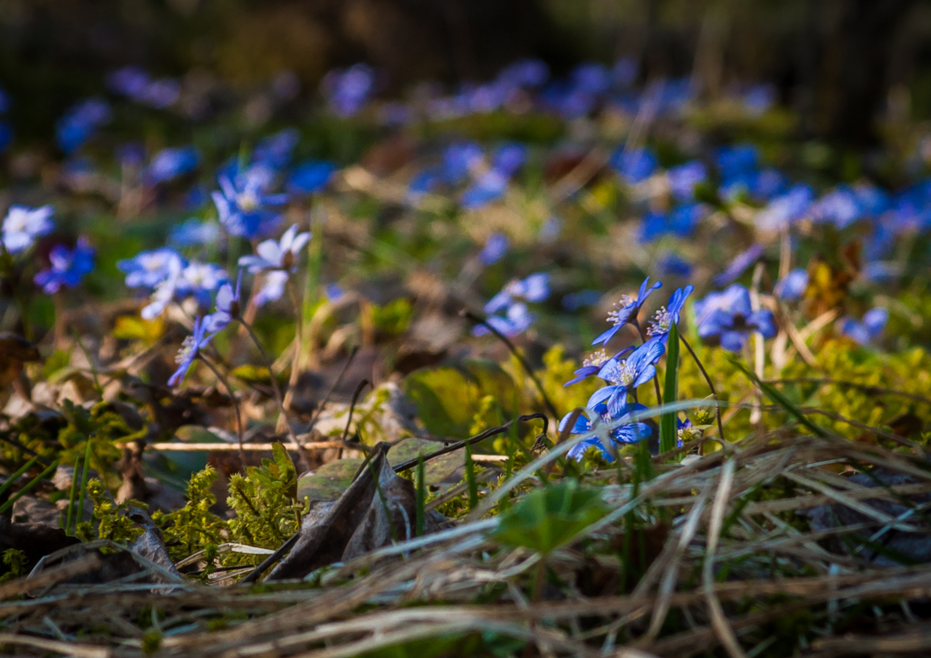 Sigma ZOOM-alpha 35-135mm F3.5-4.5 sample photo. Spring flowers photography