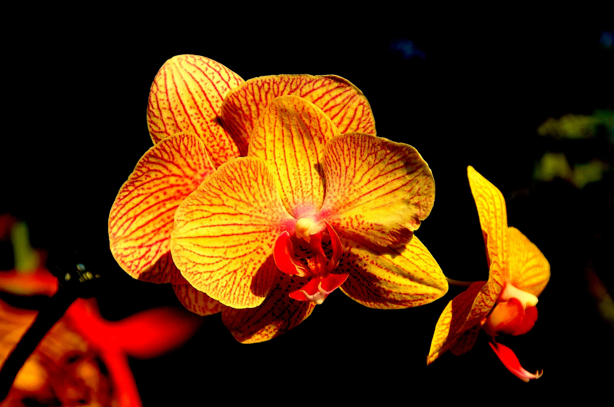 Sigma 18-200mm F3.5-6.3 DC OS HSM sample photo