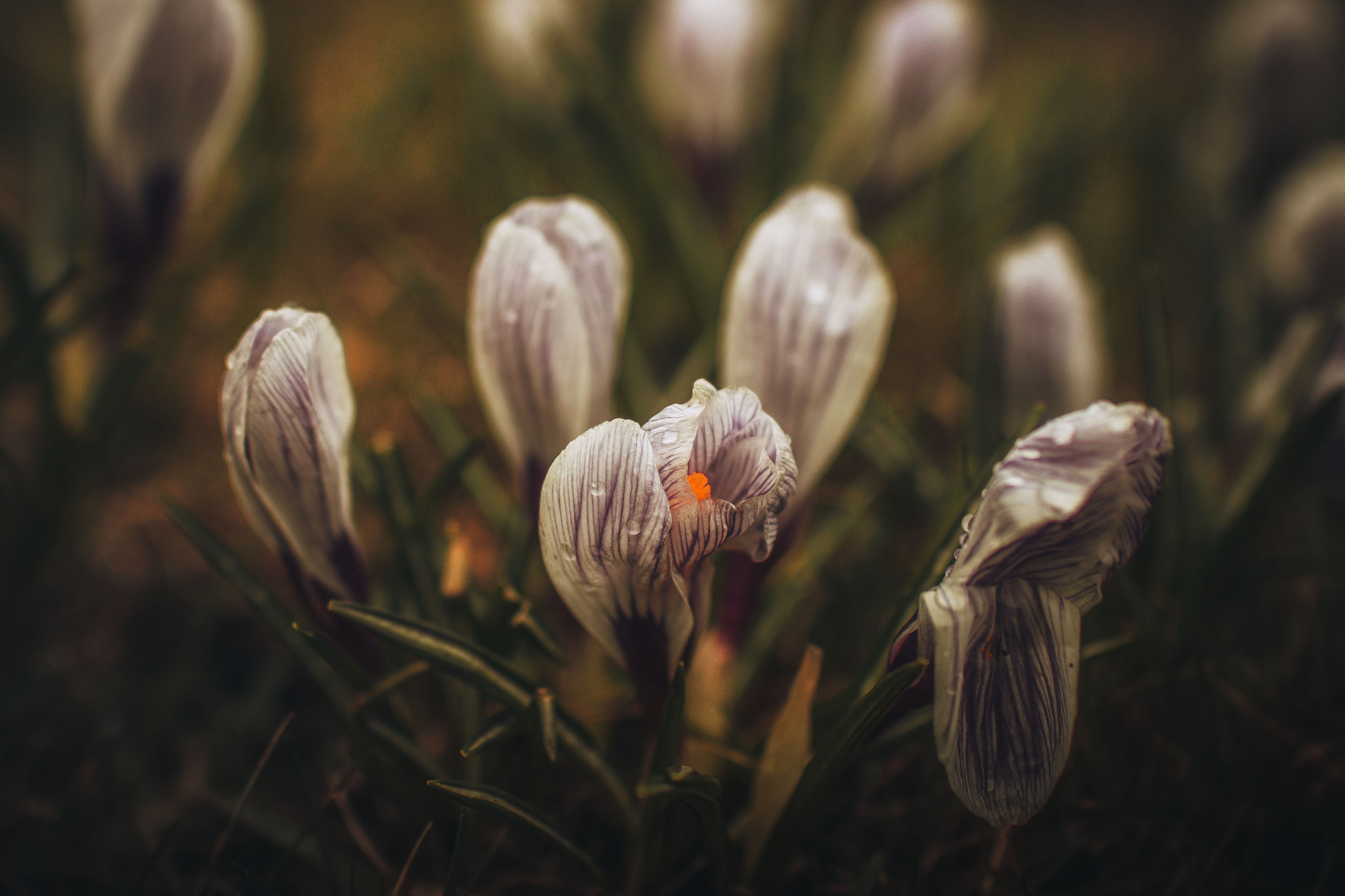 Sigma 30mm F1.4 EX DC HSM sample photo. First flowers after winter photography