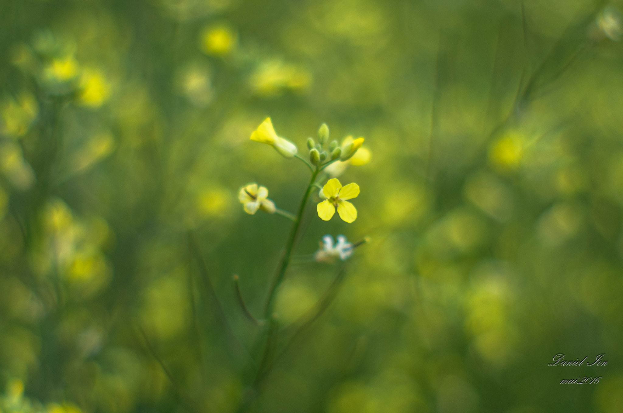 Pentax K-x sample photo. Flower yellow photography