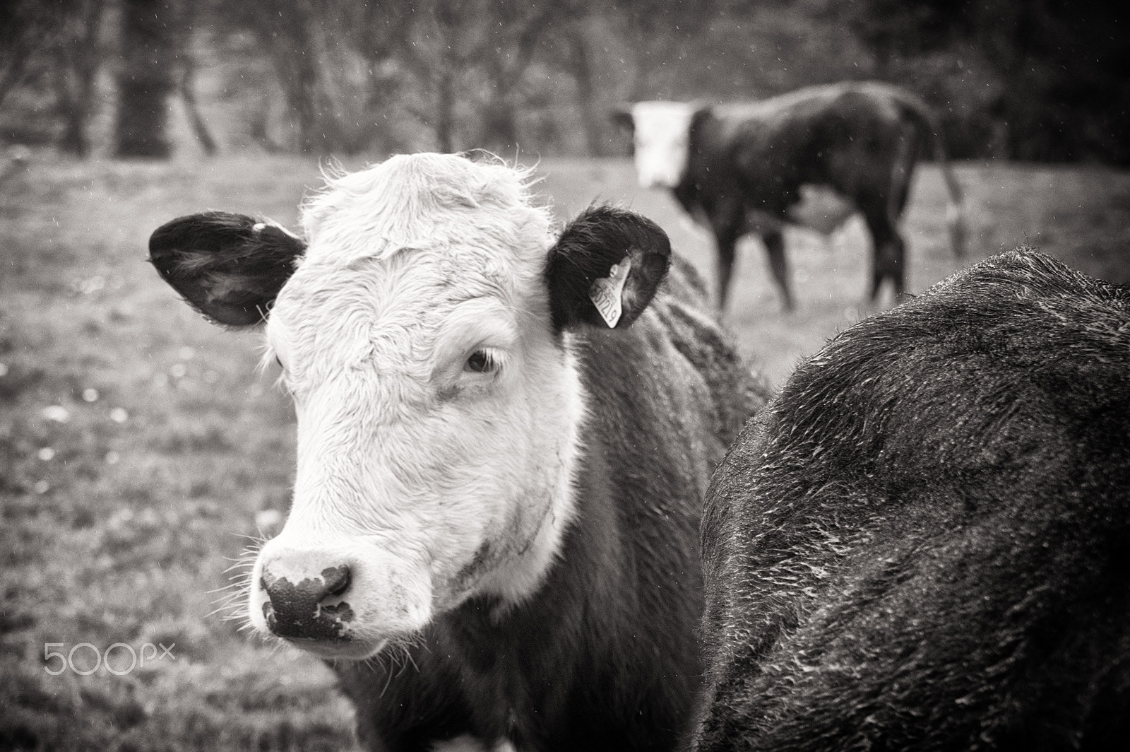Tamron AF 28-75mm F2.8 XR Di LD Aspherical (IF) sample photo. Cows photography