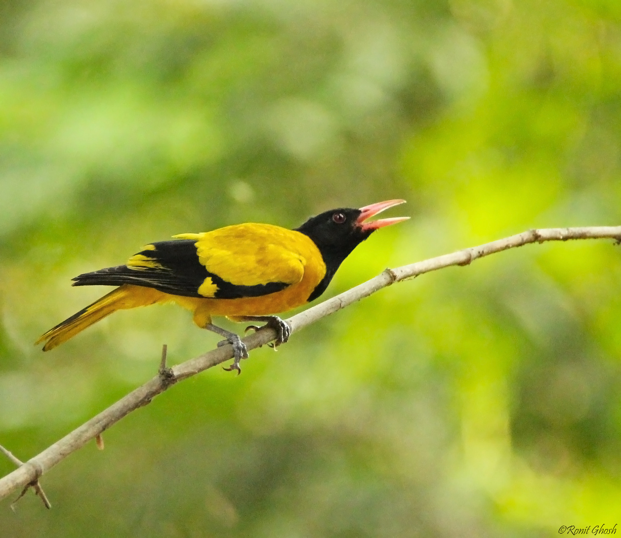 Tamron SP 150-600mm F5-6.3 Di VC USD sample photo. Black hooded oriole. photography