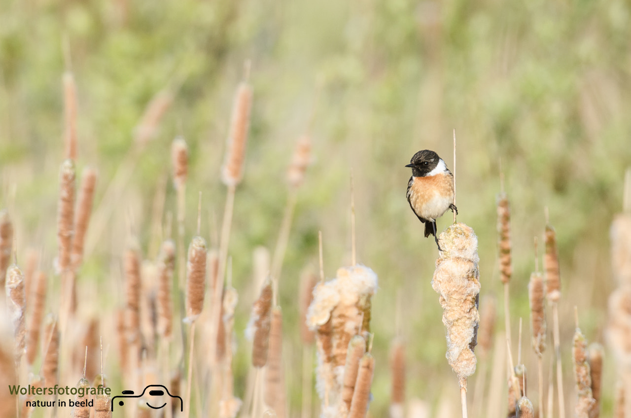Nikon AF-S Nikkor 200-400mm F4G ED-IF VR sample photo. Stonechat male photography