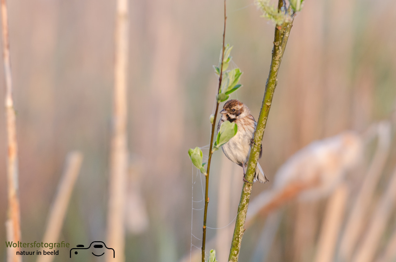 Nikon AF-S Nikkor 200-400mm F4G ED-IF VR sample photo. Reed bunting photography