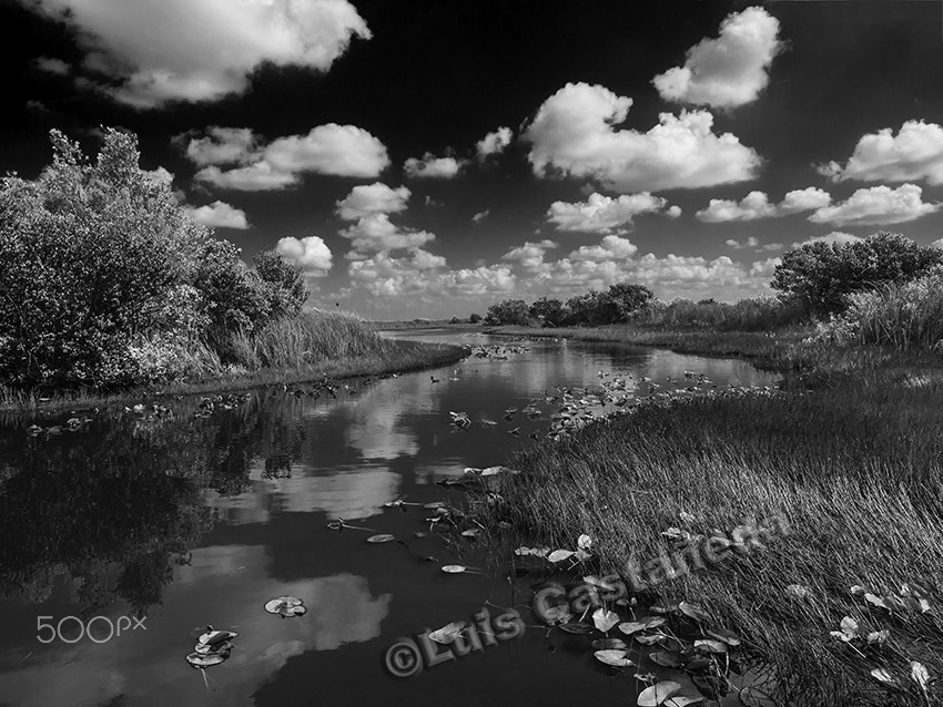 Panasonic Lumix DMC-GX7 sample photo. The everglades. florida. usa photography