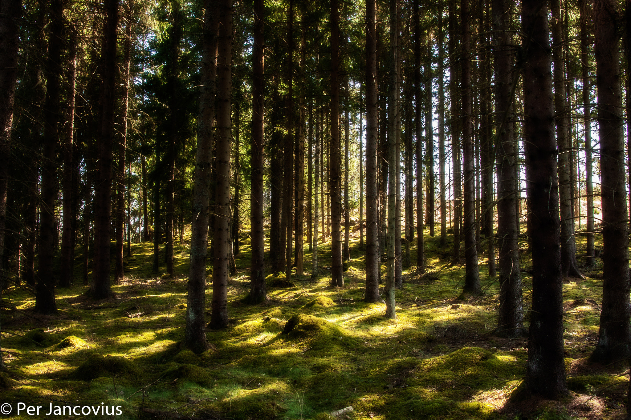 Canon EOS 40D sample photo. Dreamy forest photography