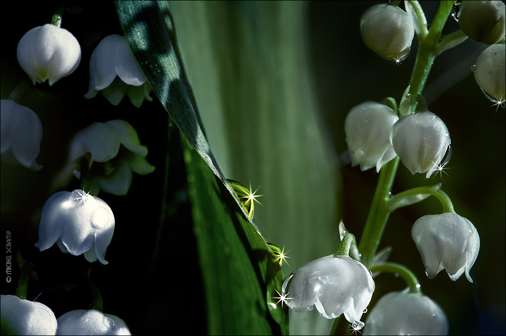 Nikon D300 + Sigma 105mm F2.8 EX DG Macro sample photo. Pearls in the valley photography