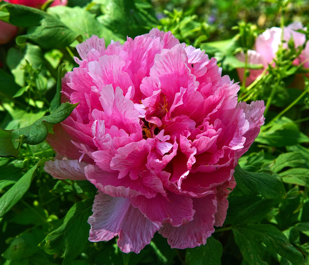 24-105mm F4 G SSM OSS sample photo. Peony pink photography