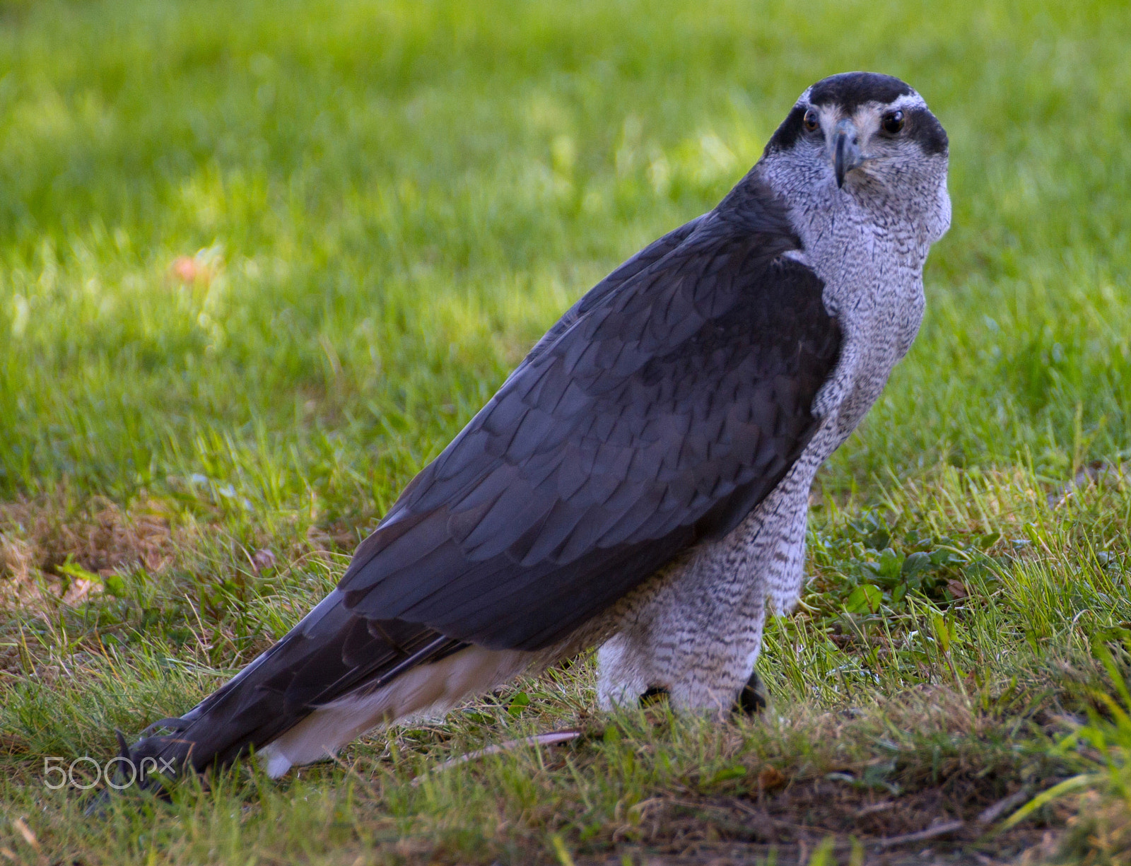 Canon EOS 550D (EOS Rebel T2i / EOS Kiss X4) sample photo. Northern goshawk photography