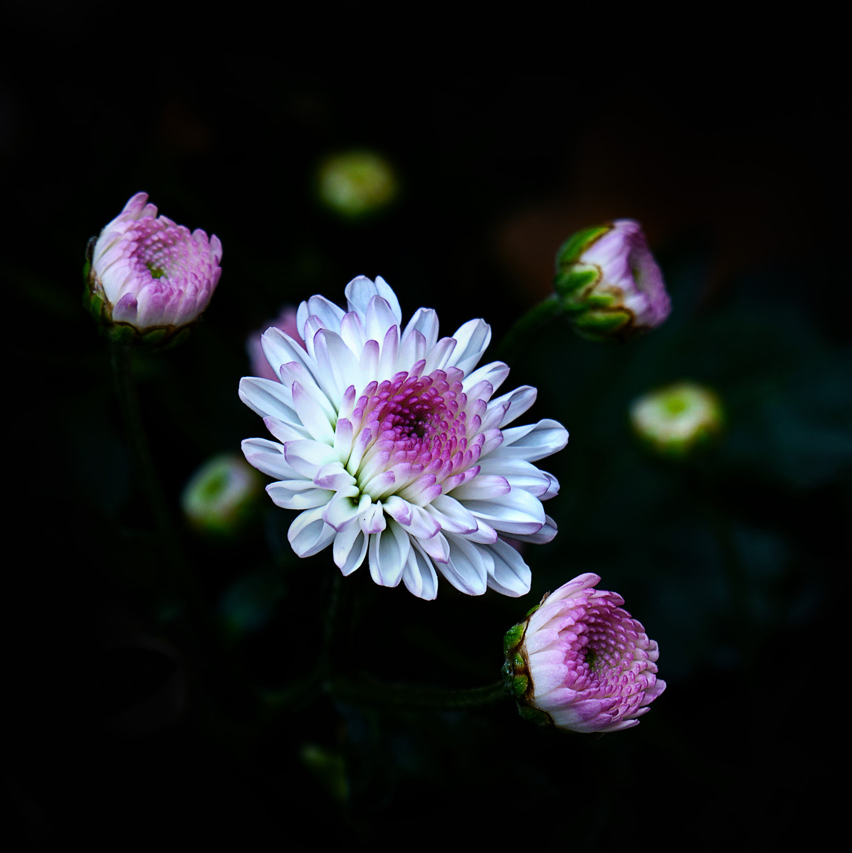 Sony 70-400mm F4-5.6 G SSM II sample photo. 【原摄】菊花点点开 photography