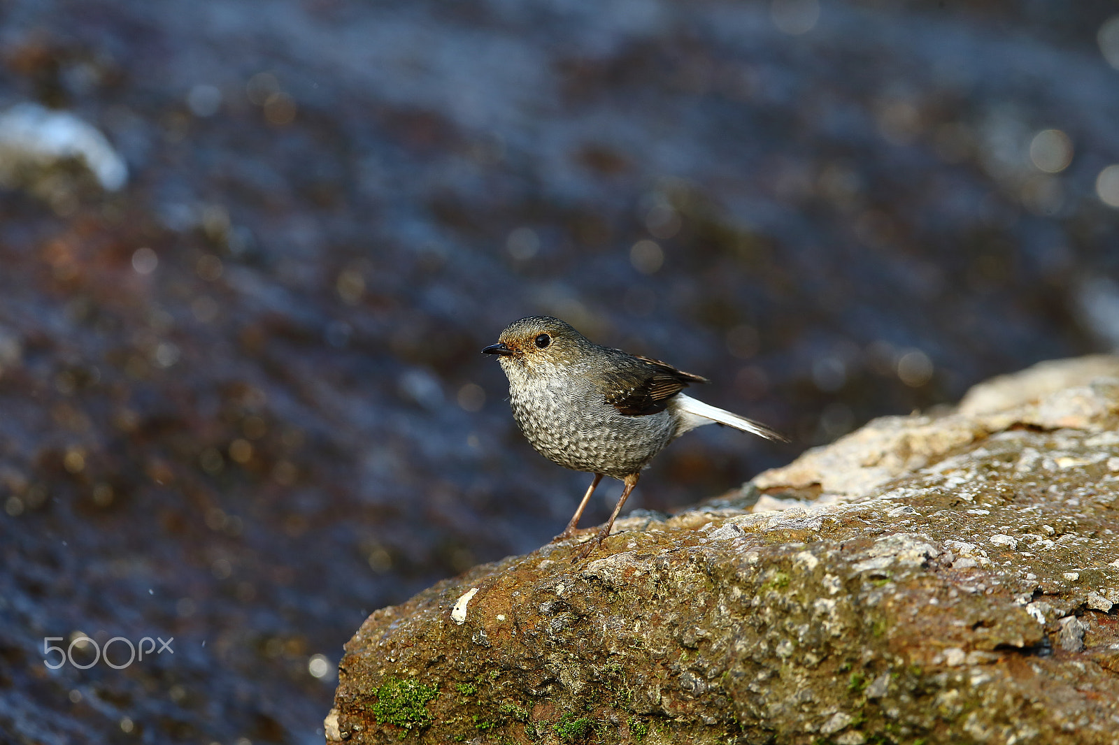 Canon EF 400mm F2.8L IS II USM sample photo. Bs3p3752.jpg photography