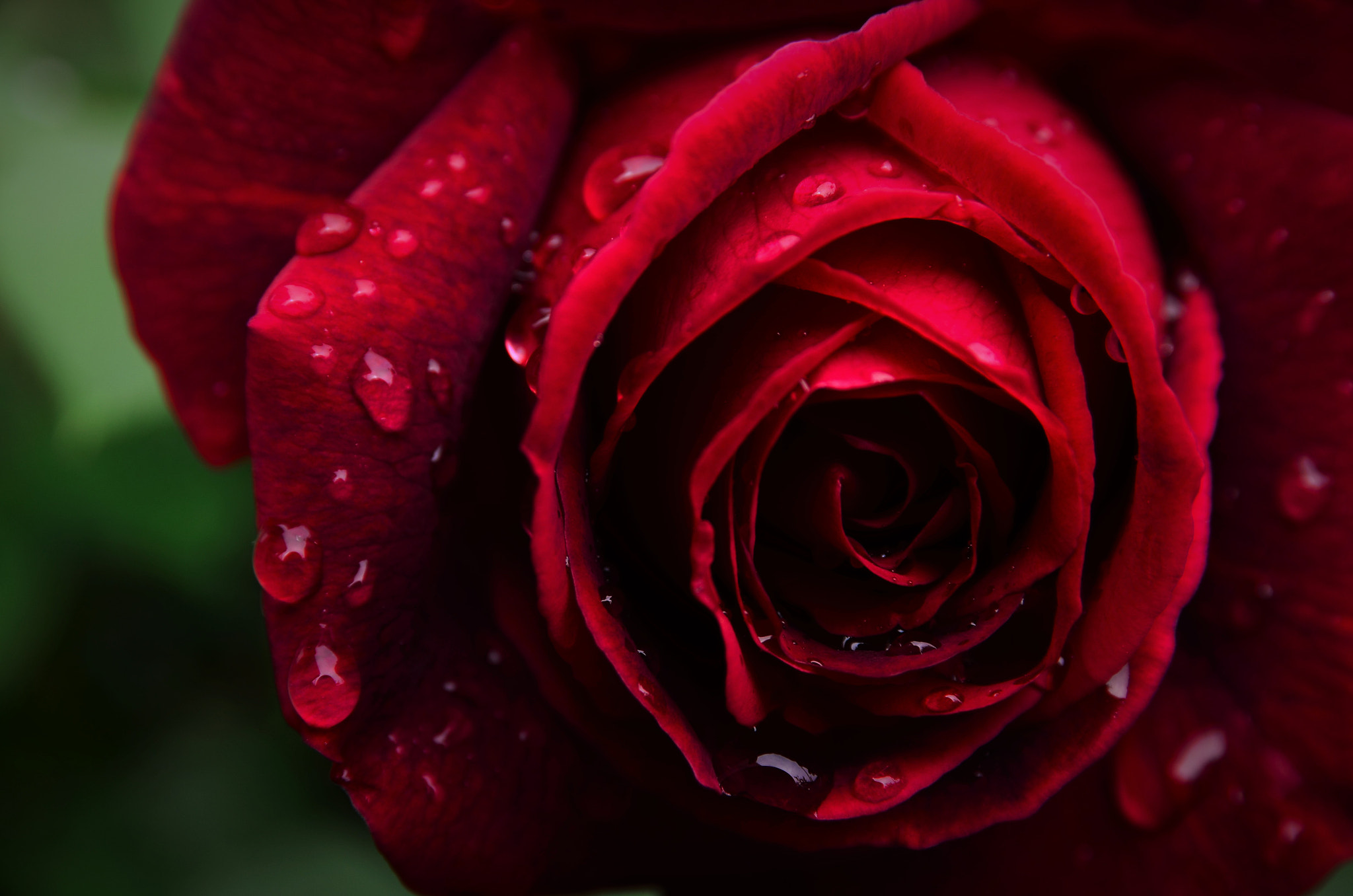 Nikon D5100 + Sigma 17-70mm F2.8-4 DC Macro OS HSM | C sample photo. Heart of the rose photography