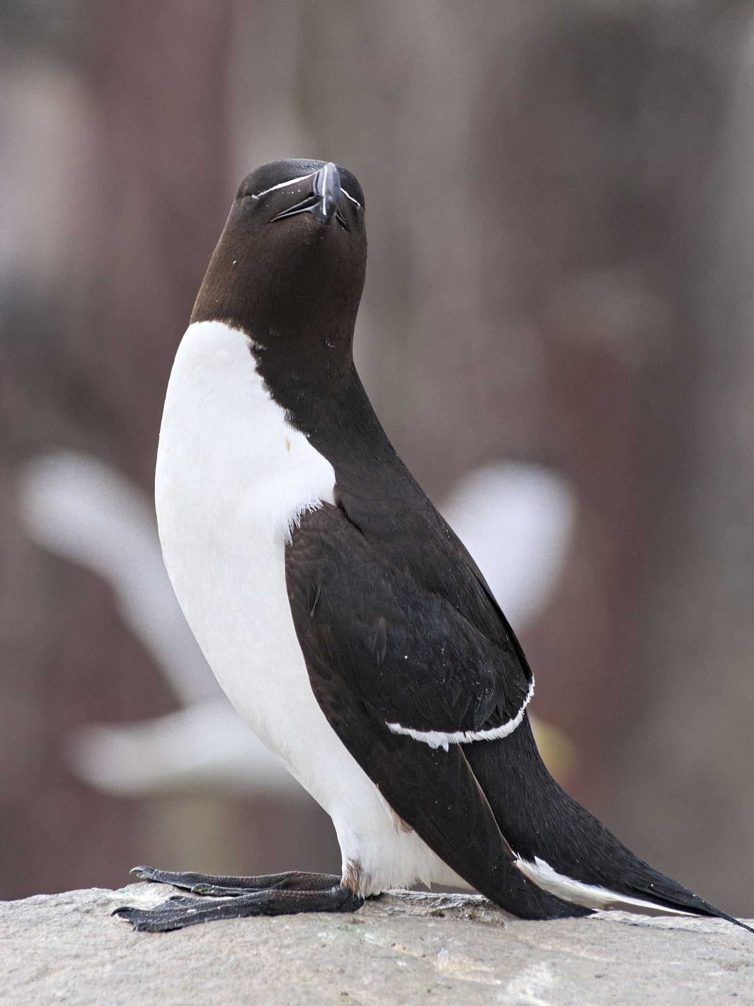 Sony ILCA-77M2 + Sigma 70-300mm F4-5.6 DL Macro sample photo. Razorbill photography