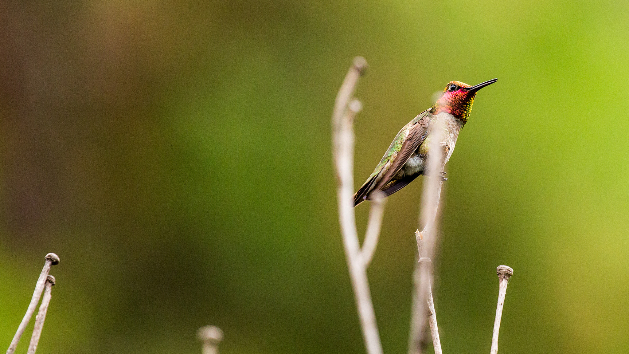 Canon EF 100-400mm F4.5-5.6L IS II USM sample photo. Hummingbird photography