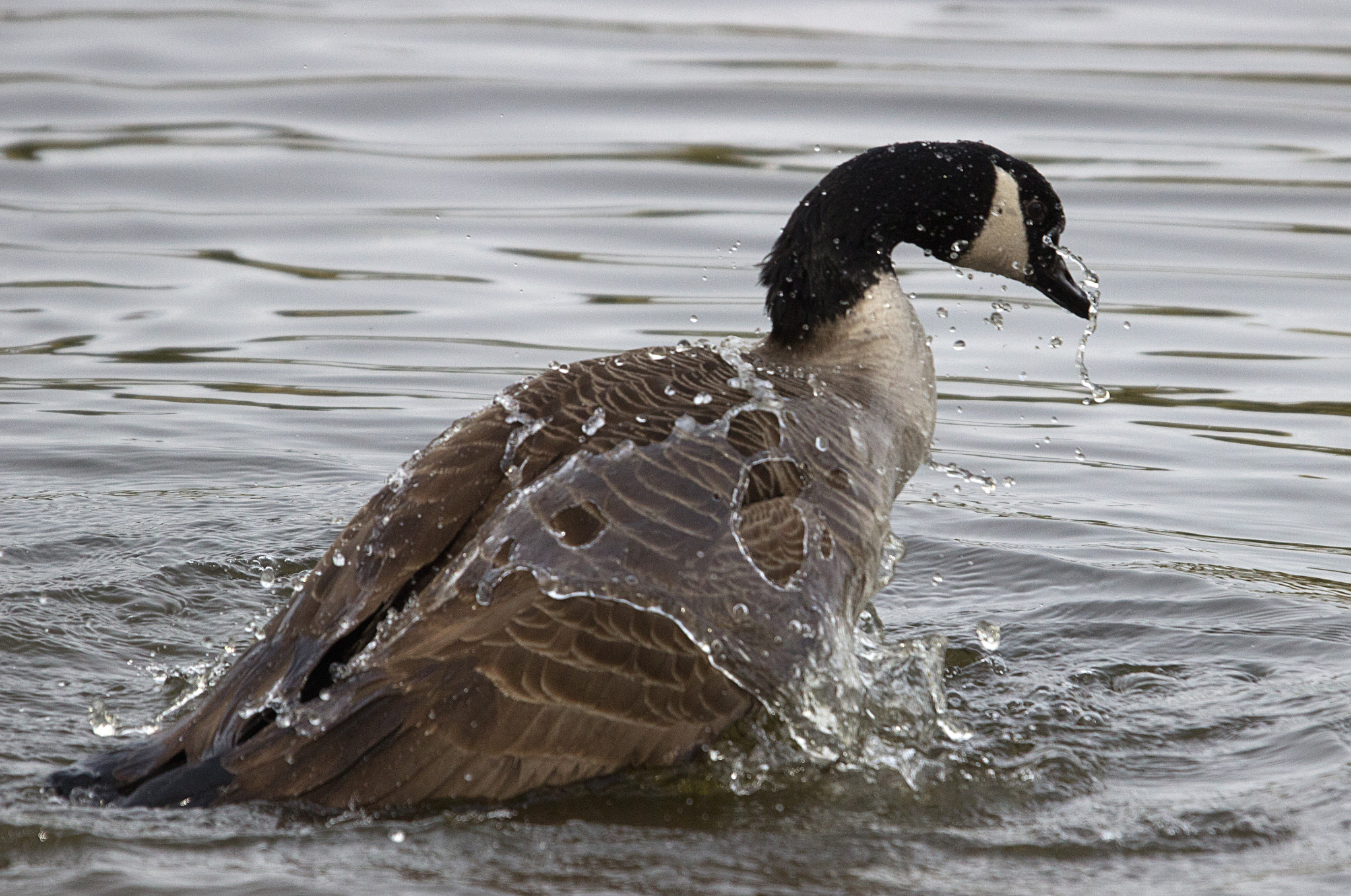 Sigma 50-500mm f/4-6.3 APO HSM EX sample photo. Canada goose bathing photography