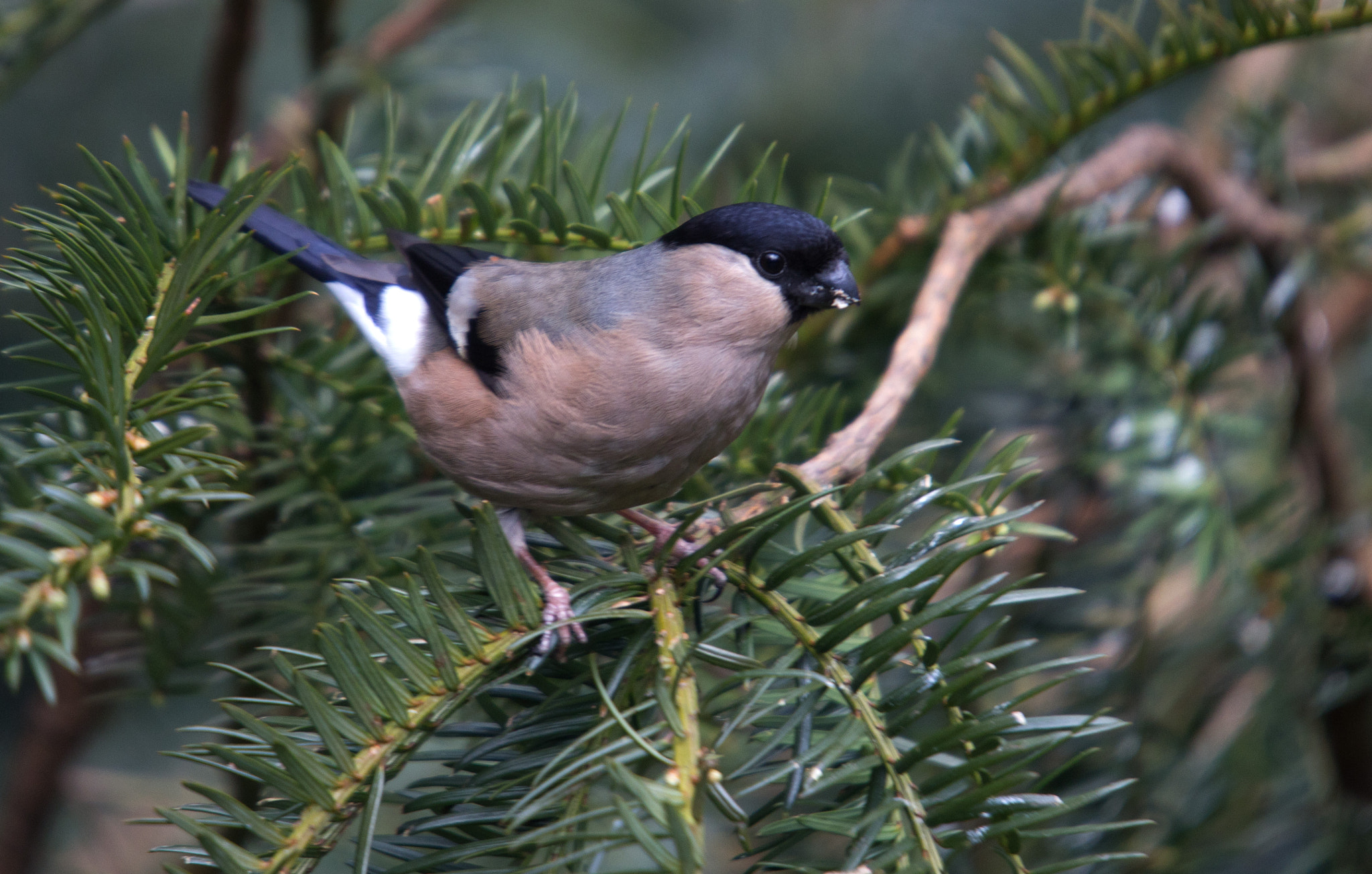 Sigma 50-500mm f/4-6.3 APO HSM EX sample photo. Bullfinch female photography