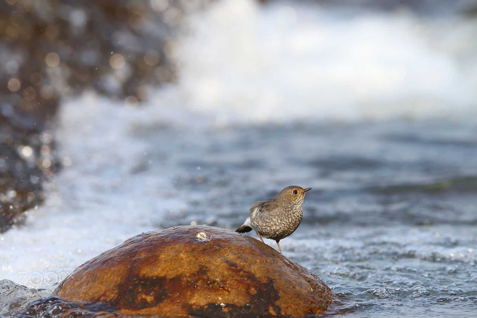 Canon EF 400mm F2.8L IS II USM sample photo. Bs3p3828.jpg photography