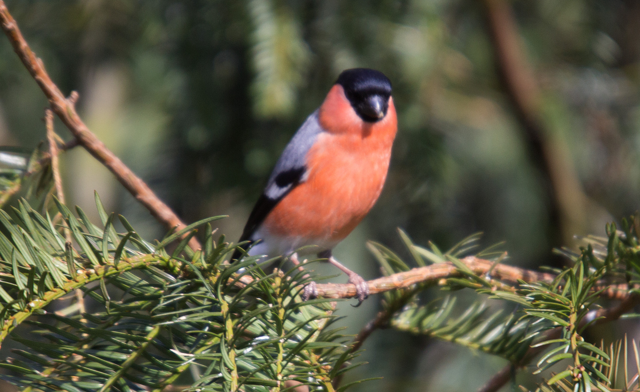 Sigma 50-500mm f/4-6.3 APO HSM EX sample photo. Bullfinch male photography