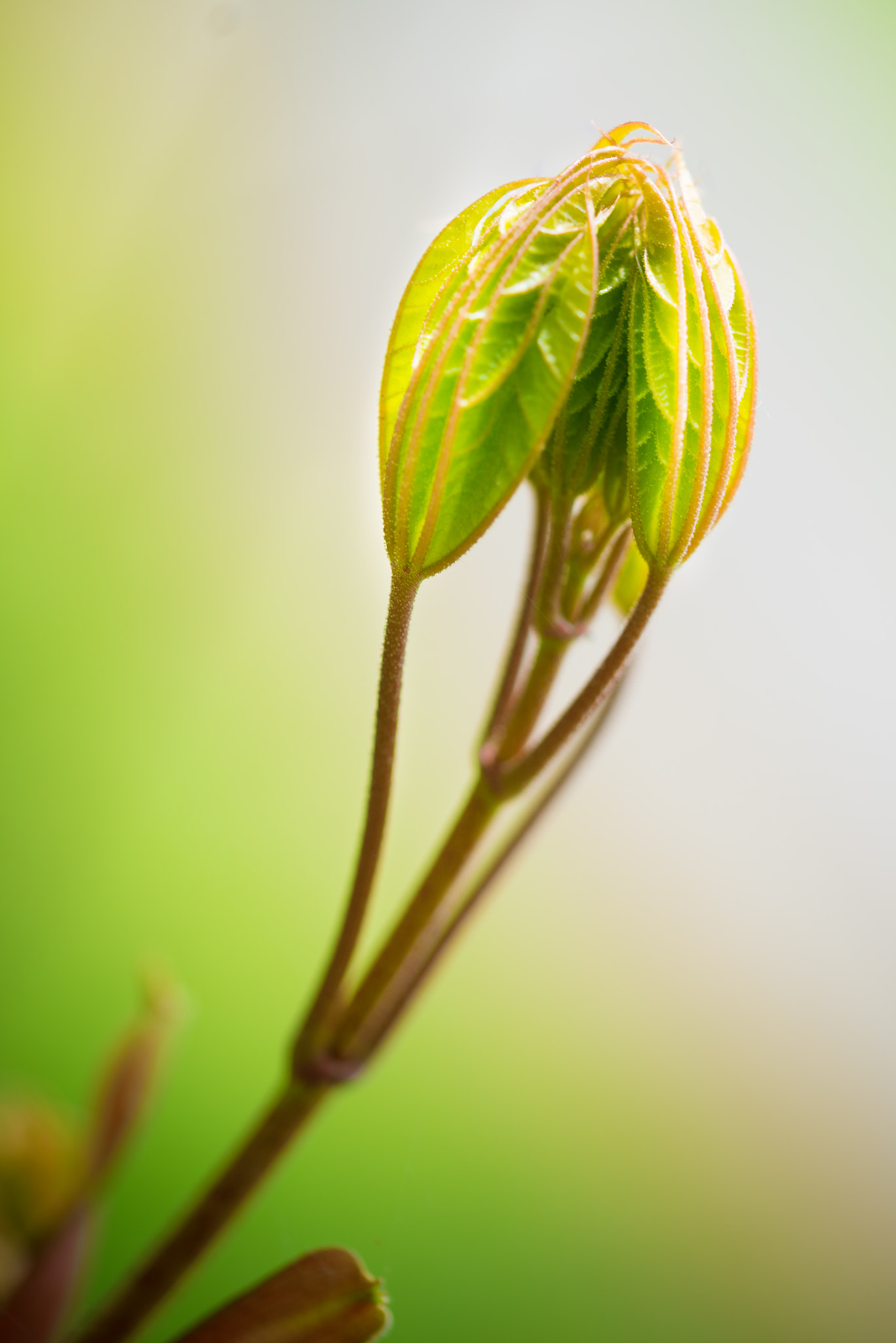 Sigma 105mm F2.8 EX DG OS HSM sample photo. Harmonic growth photography