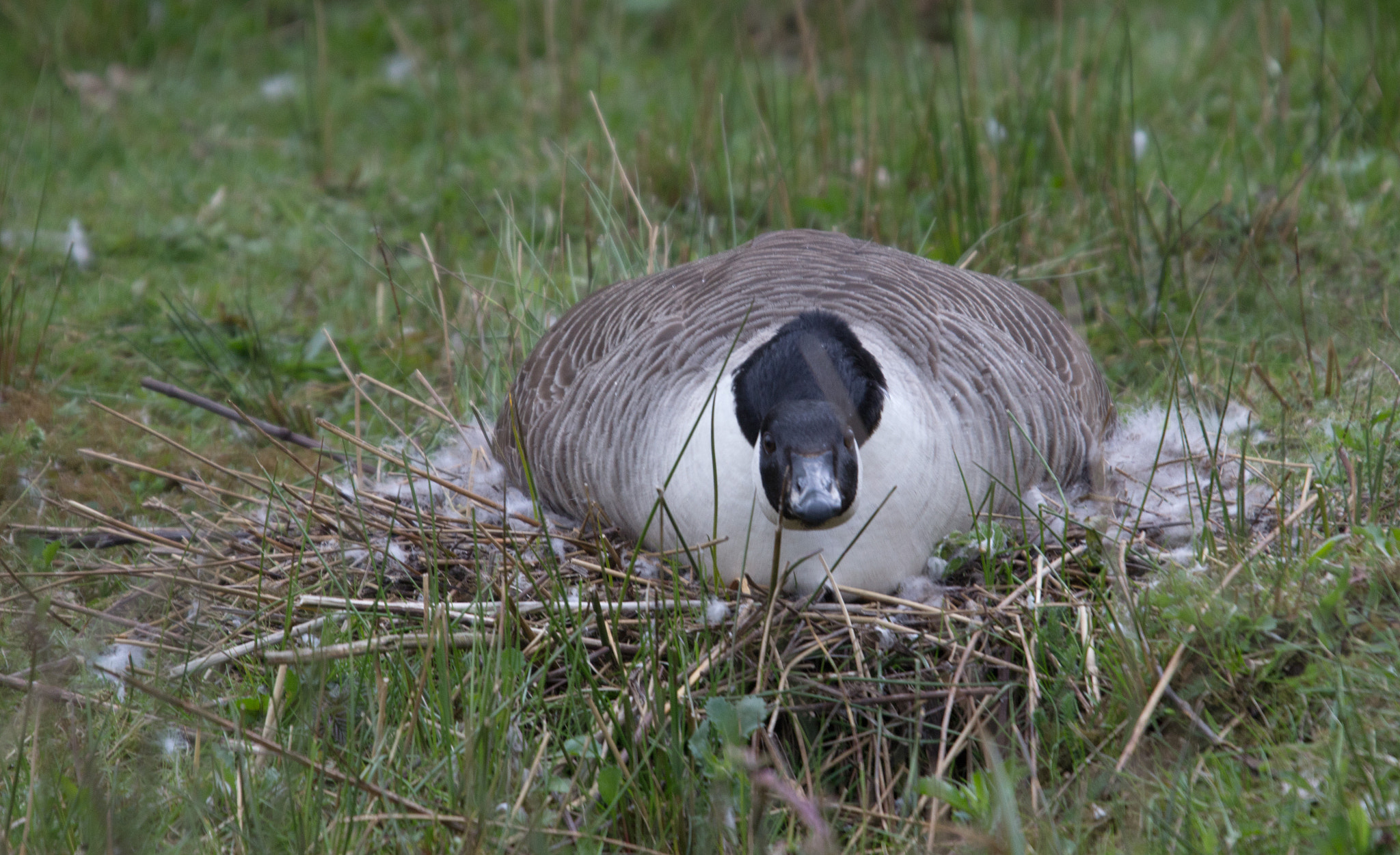 Canon EOS 600D (Rebel EOS T3i / EOS Kiss X5) + Sigma 50-500mm f/4-6.3 APO HSM EX sample photo. Canada goose on nest photography