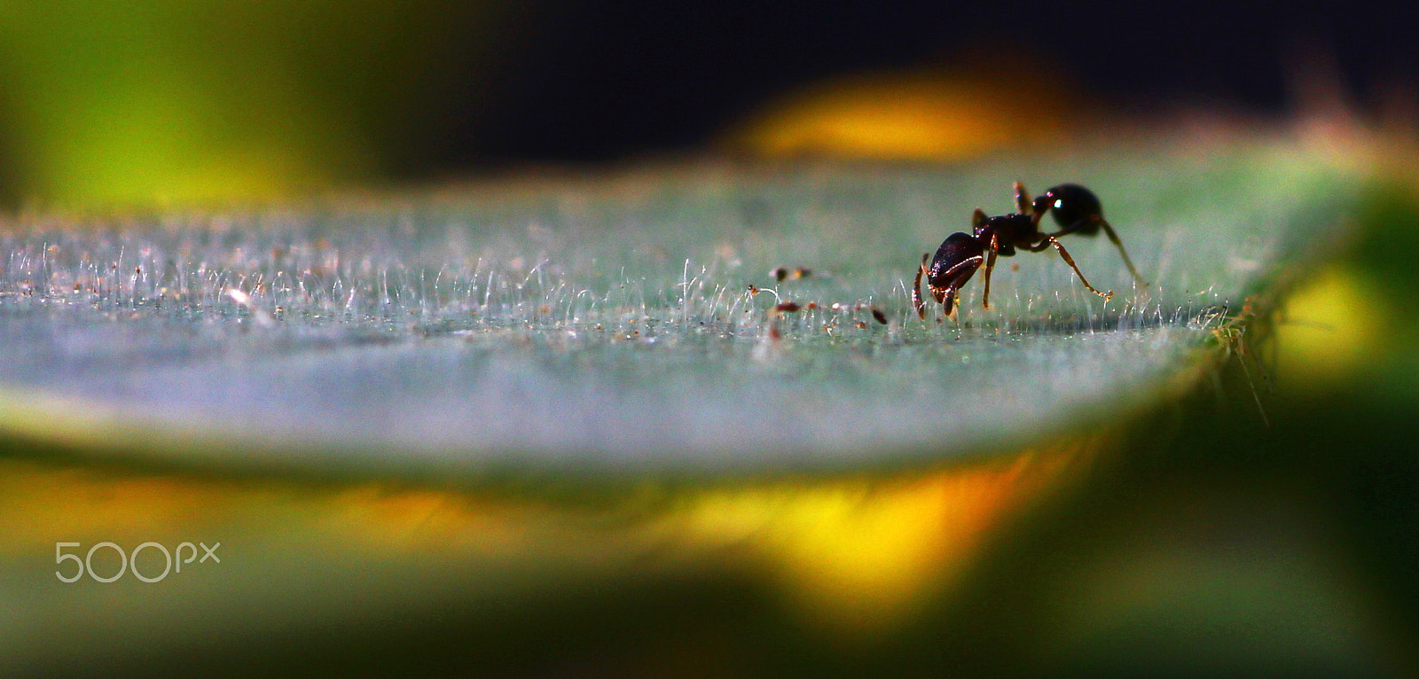 Canon EOS 550D (EOS Rebel T2i / EOS Kiss X4) + Tamron SP AF 90mm F2.8 Di Macro sample photo. Up close with an ant photography