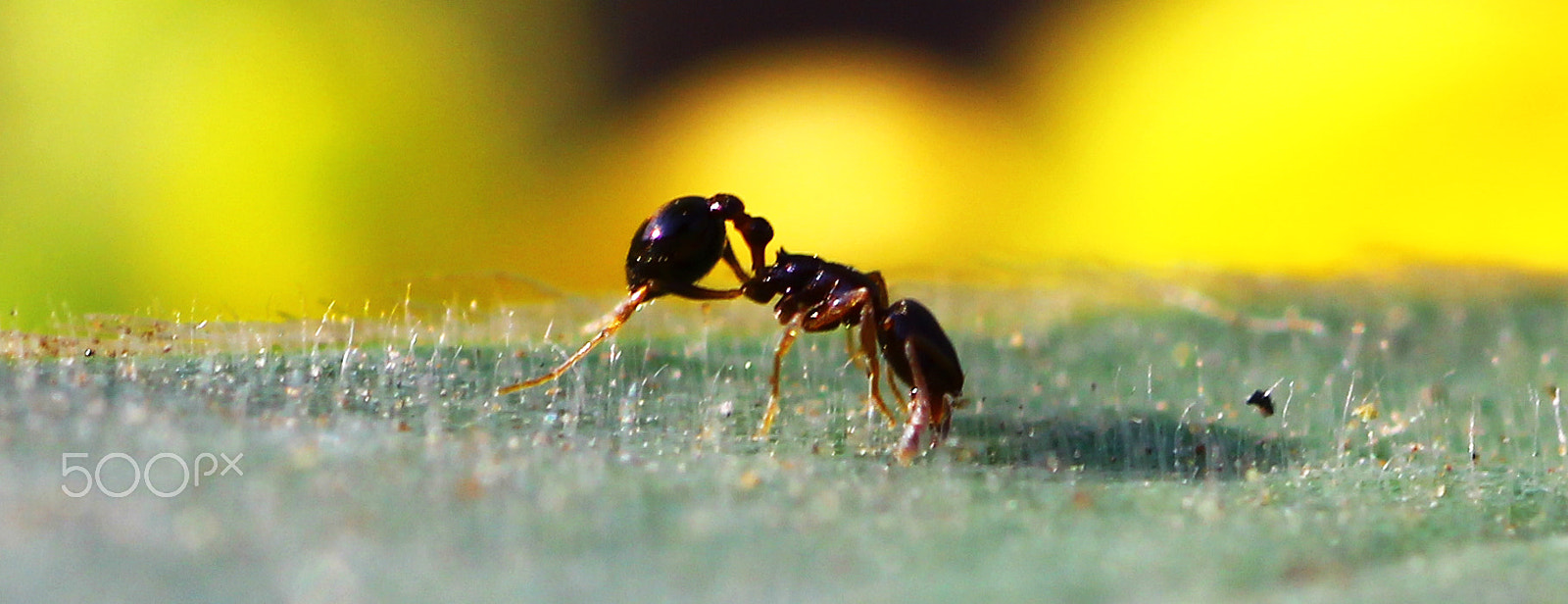 Canon EOS 550D (EOS Rebel T2i / EOS Kiss X4) + Tamron SP AF 90mm F2.8 Di Macro sample photo. Up and close with an ant photography