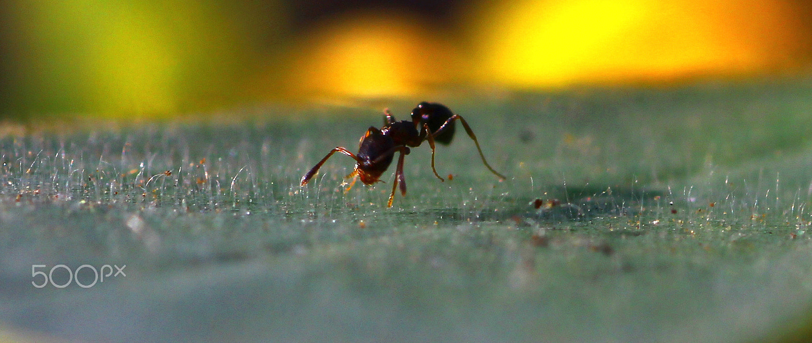 Canon EOS 550D (EOS Rebel T2i / EOS Kiss X4) + Tamron SP AF 90mm F2.8 Di Macro sample photo. Up and close with an ant photography