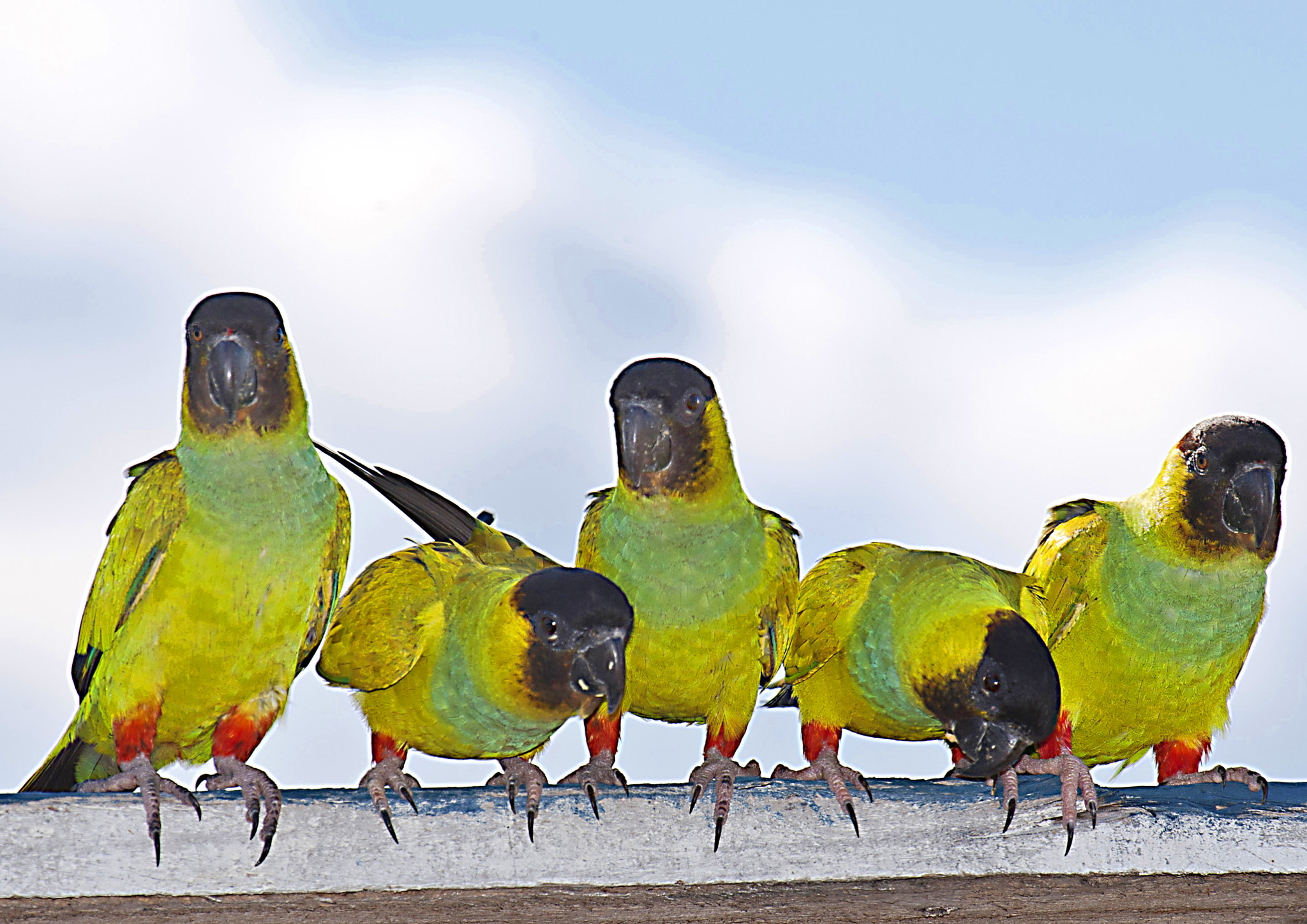 Canon EOS-1D Mark III sample photo. Black hooded parakeets photography