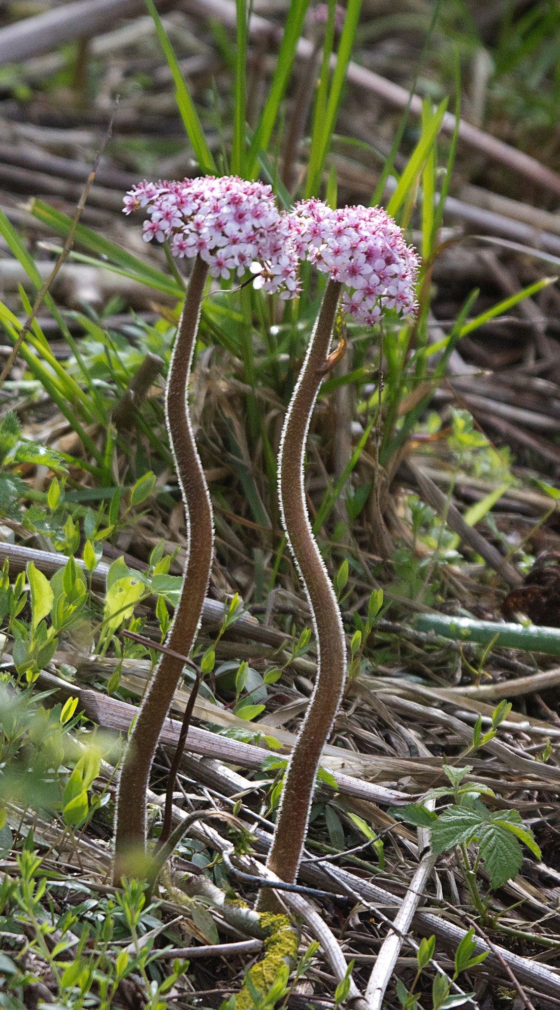 Sigma 50-500mm f/4-6.3 APO HSM EX sample photo. Hemp agrimony photography