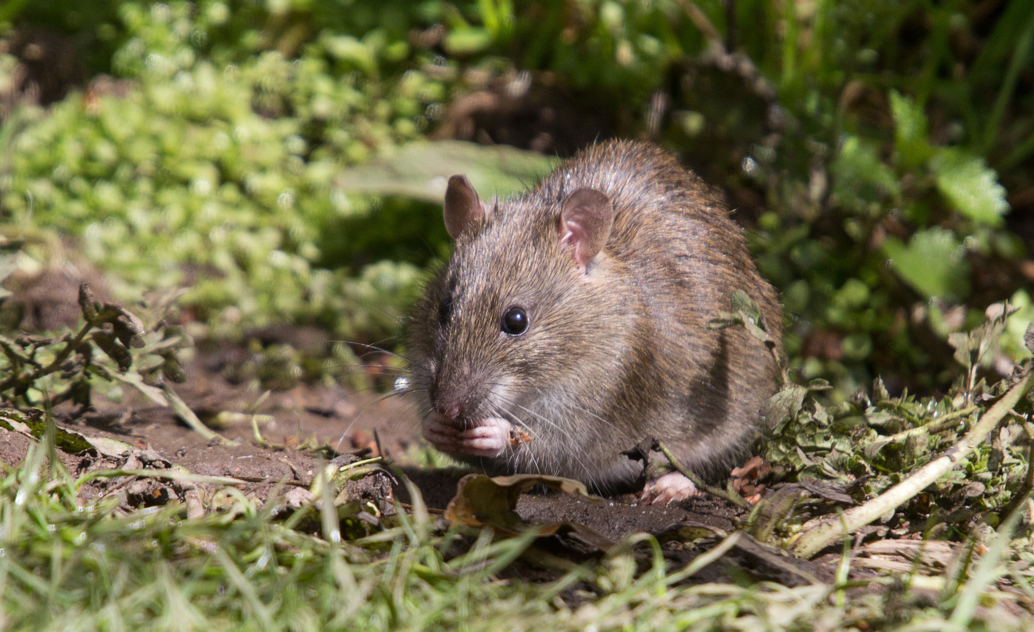 Sigma 50-500mm f/4-6.3 APO HSM EX sample photo. Brown rat feeding photography