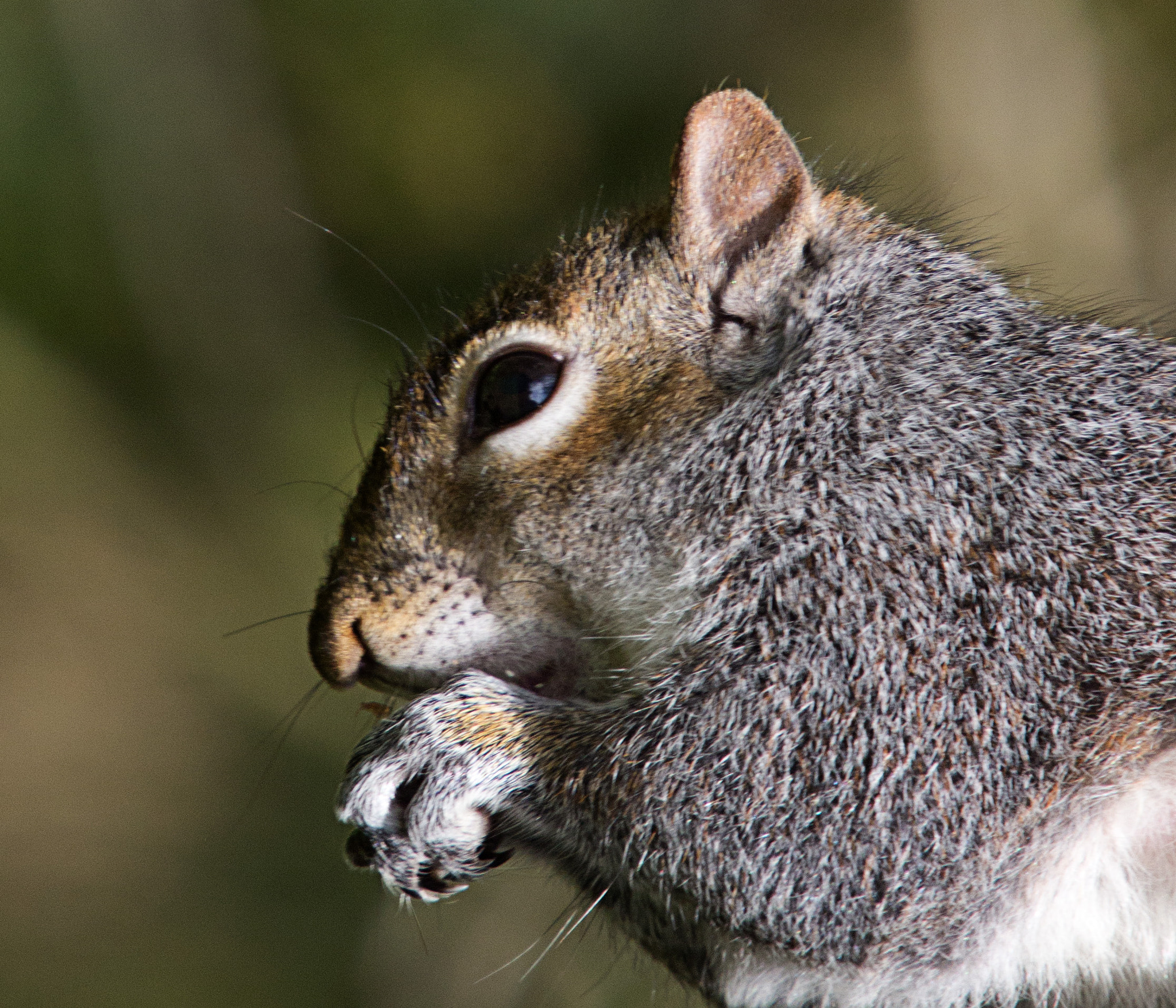 Sigma 50-500mm f/4-6.3 APO HSM EX sample photo. Squirell feeding photography