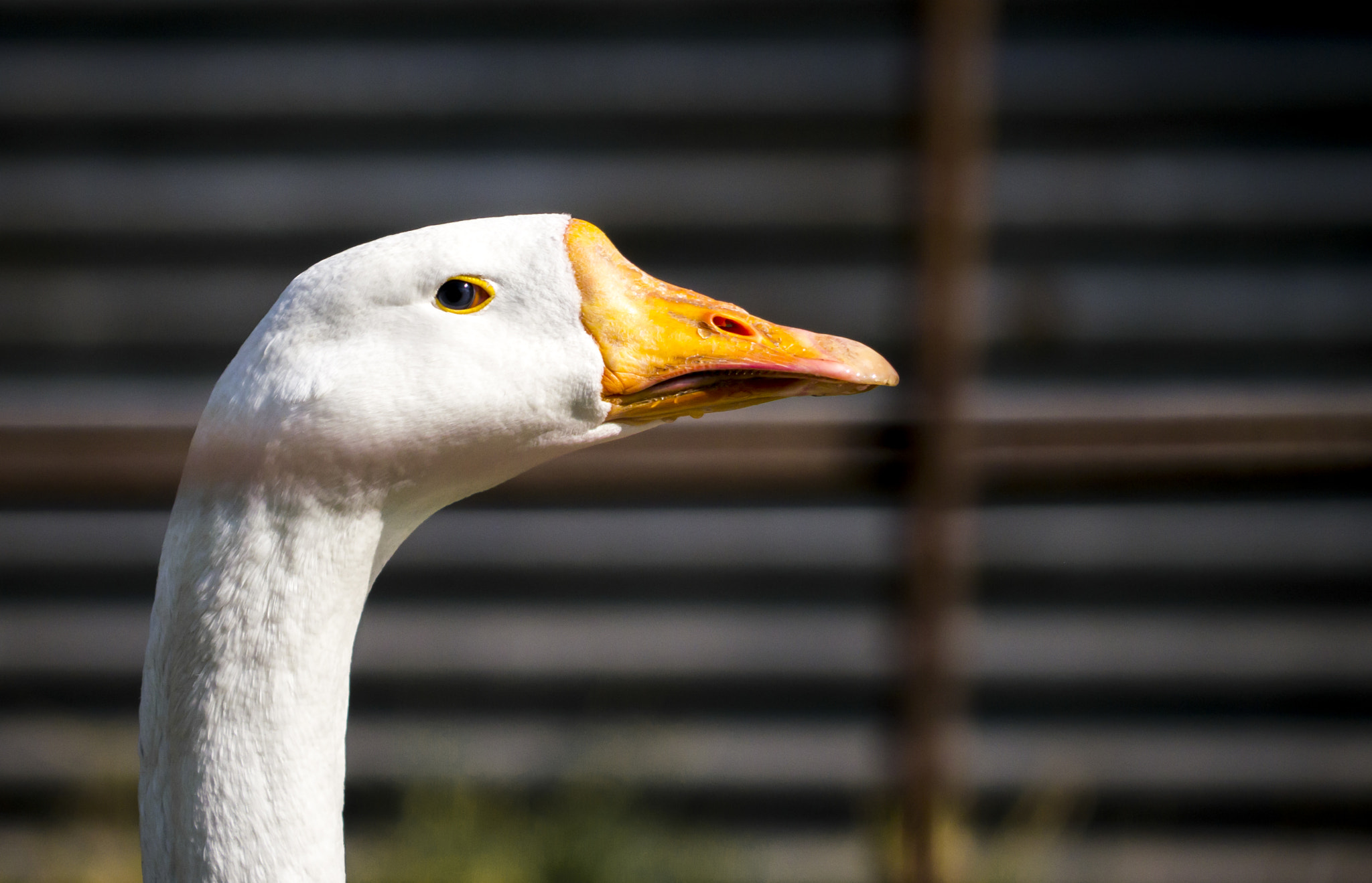 Panasonic Lumix G Vario 45-200mm F4-5.6 OIS sample photo. Innocent eye photography