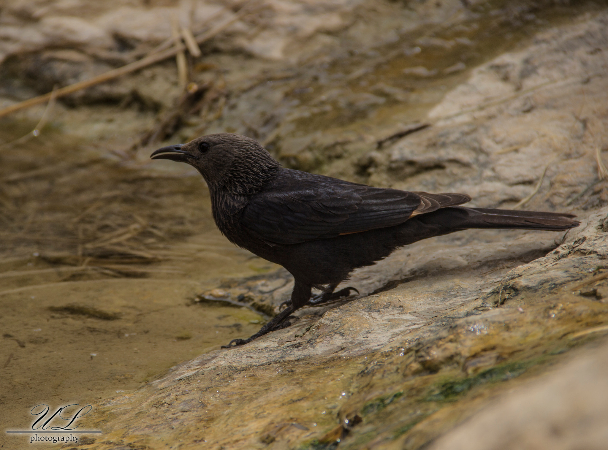 Canon EOS 600D (Rebel EOS T3i / EOS Kiss X5) sample photo. Onychognathus tristramii photography
