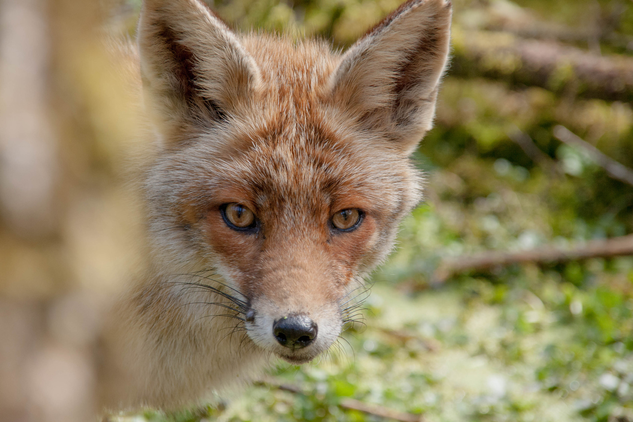 Sigma 18-200mm f/3.5-6.3 DC OS sample photo. Sweet vixen photography