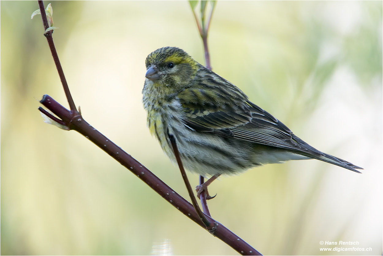 Nikon D5 sample photo. Carduelis spinds  / eurasian siskin photography