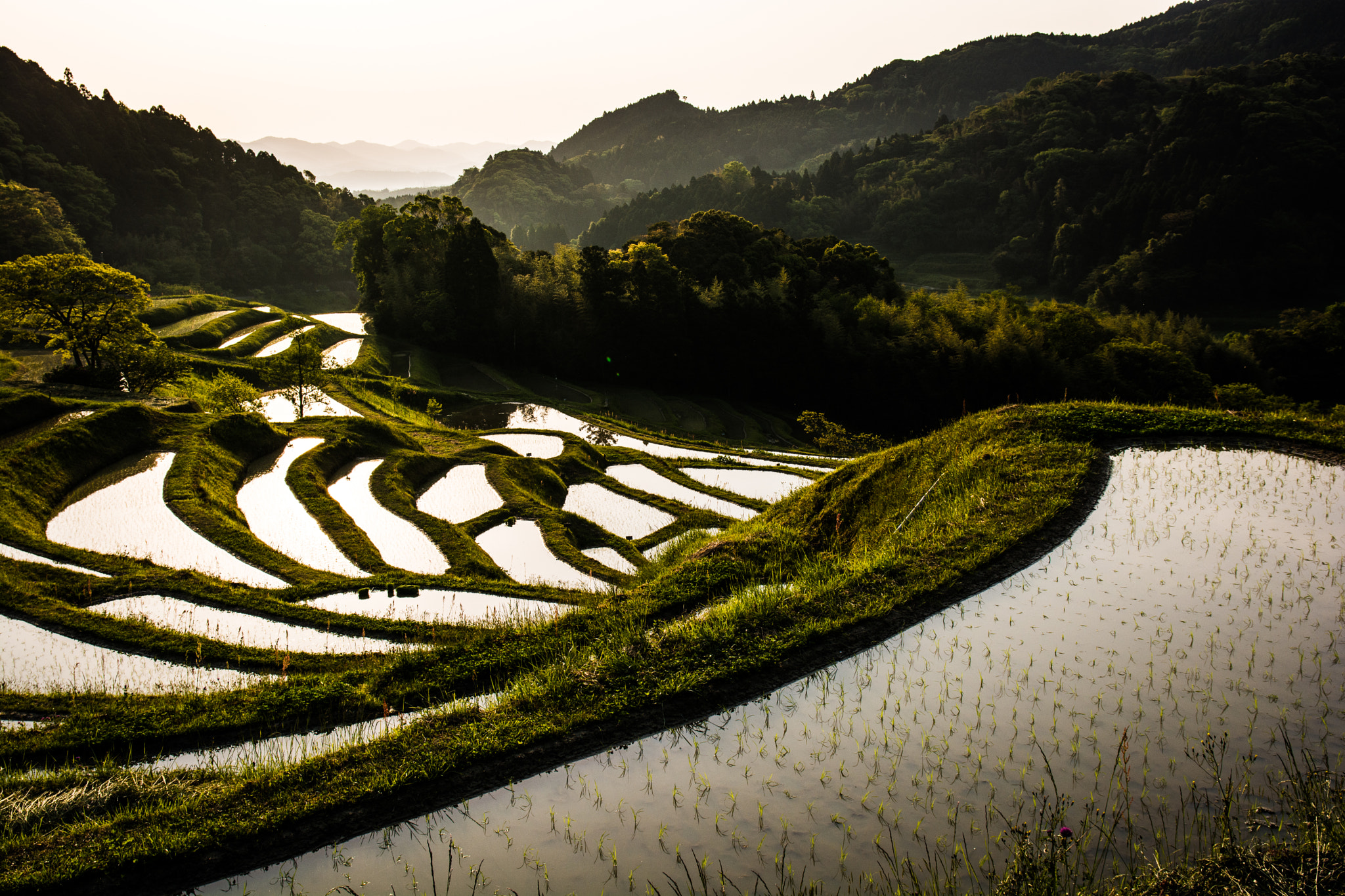 Nikon D7100 + Sigma 17-70mm F2.8-4 DC Macro OS HSM | C sample photo. Golden reflection photography