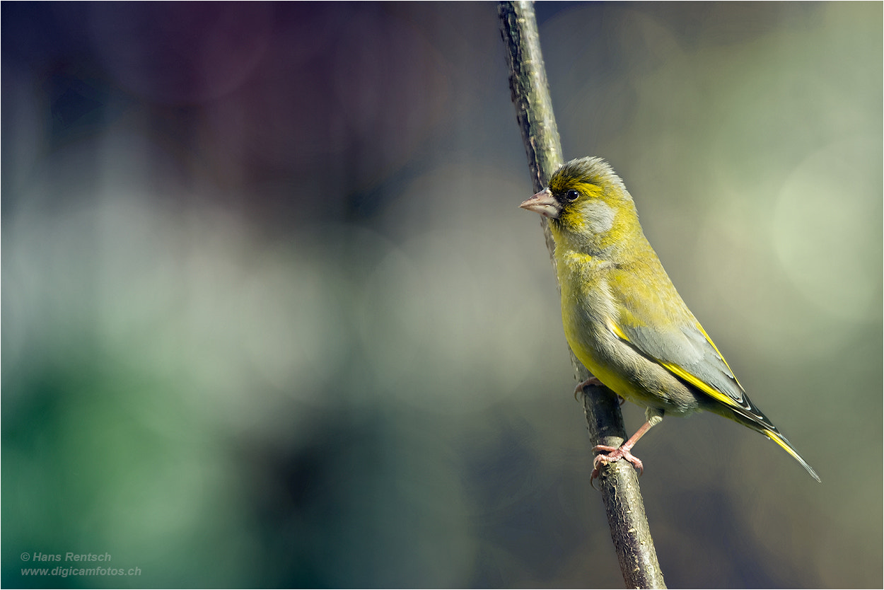 Nikon D5 sample photo. Carduelis chlorids  / european greenfinch photography