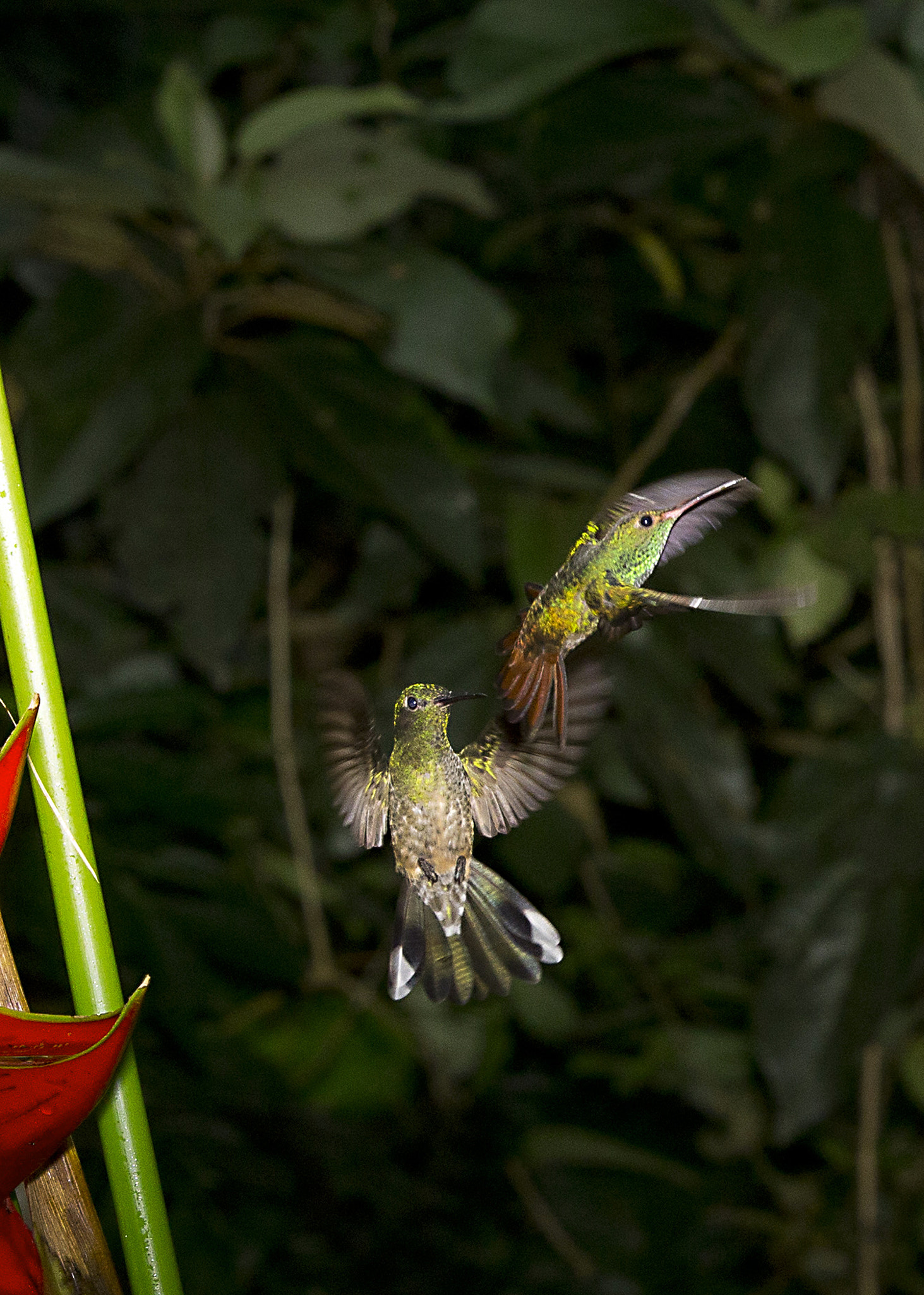 Canon EOS-1D X + Canon EF 70-200mm F2.8L IS II USM sample photo. Rufous tailed hummingbirds photography