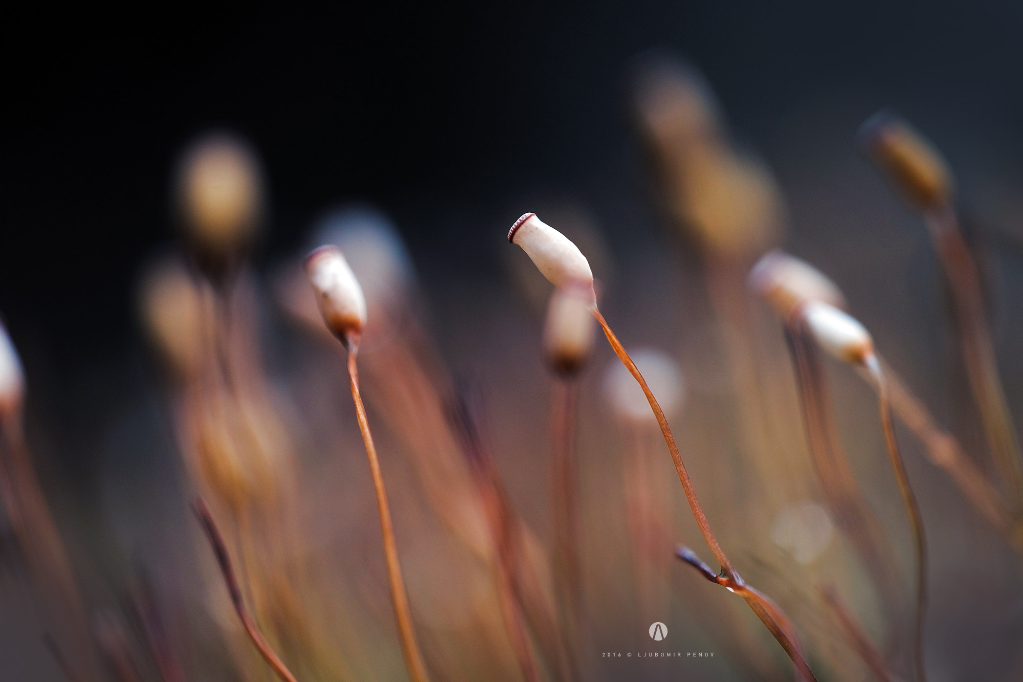ZEISS Touit 50mm F2.8 sample photo. Colorful photography