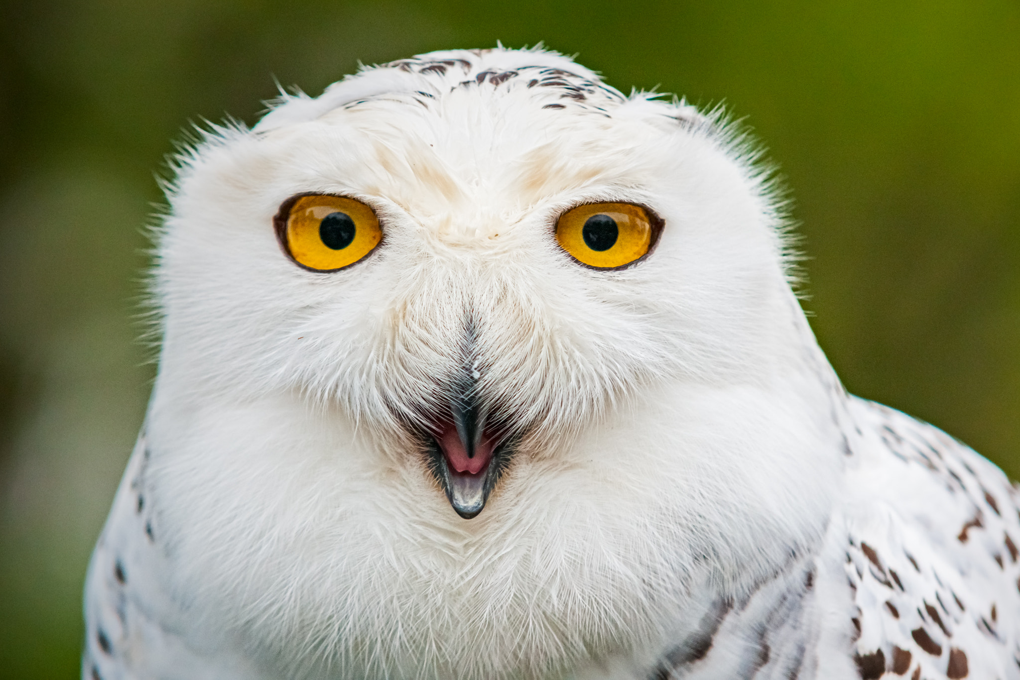 Sony Alpha DSLR-A700 + 70-200mm F2.8 sample photo. A snowy owl photography