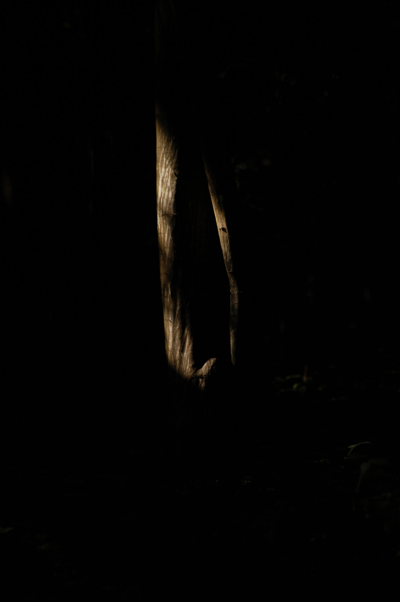 Nikon D40 + Sigma 70-300mm F4-5.6 APO DG Macro sample photo. Sunset in the tree photography