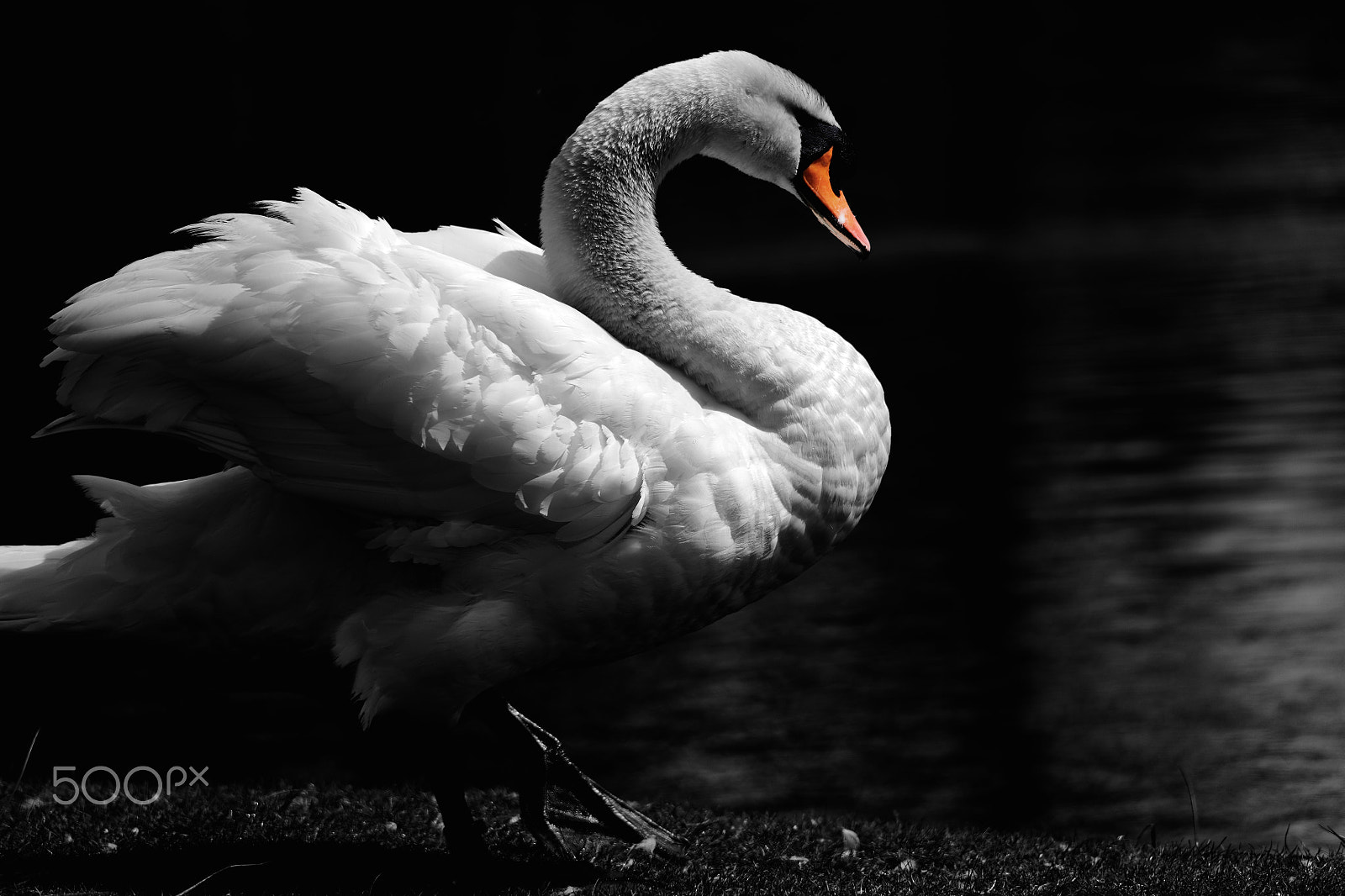 Canon EOS 5DS + Sigma 150-500mm F5-6.3 DG OS HSM sample photo. White swan photography