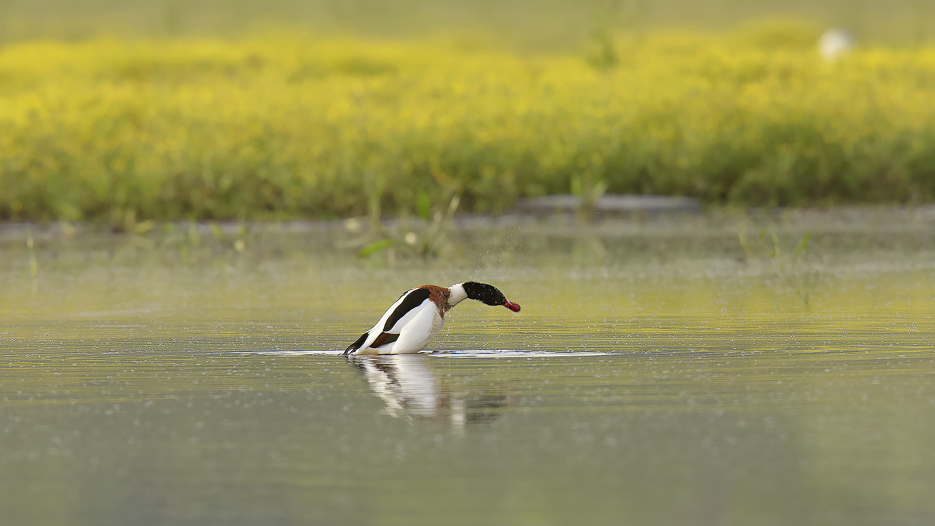 Canon EOS 40D + Canon EF 400mm F2.8L IS USM sample photo. Suna » tadorna tadorna » common shelduck photography