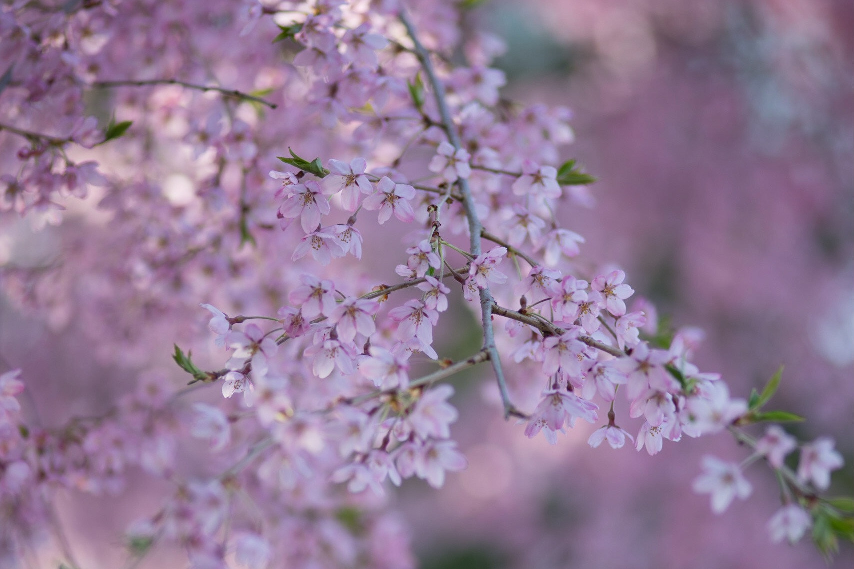ZEISS Makro-Planar T* 100mm F2 sample photo. Another pink/purple sakura! photography