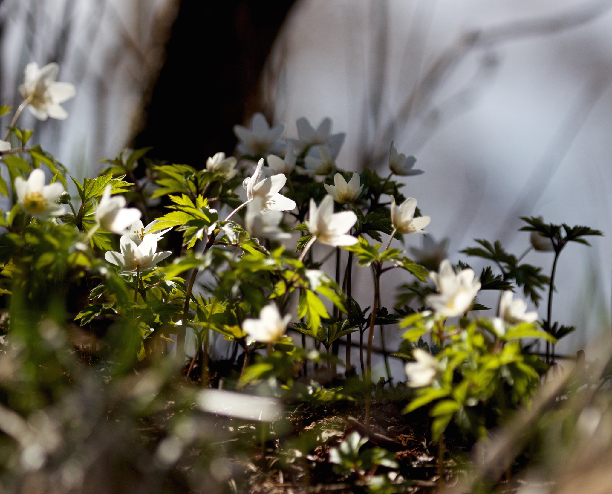 Canon EF 100-400mm F4.5-5.6L IS USM sample photo. @lehto photography