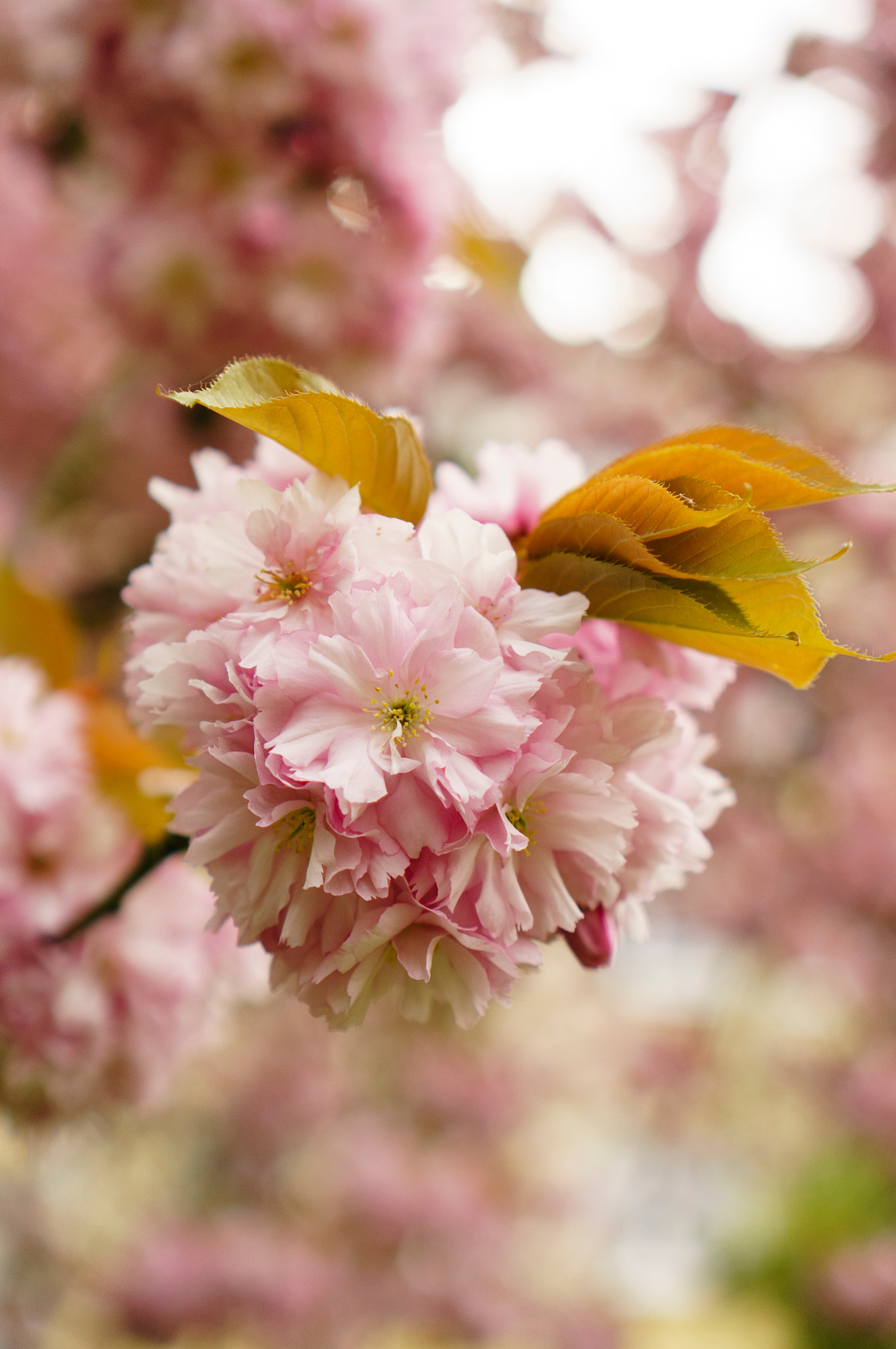 Sony Alpha NEX-6 + Sony E 35mm F1.8 OSS sample photo. Flower photography