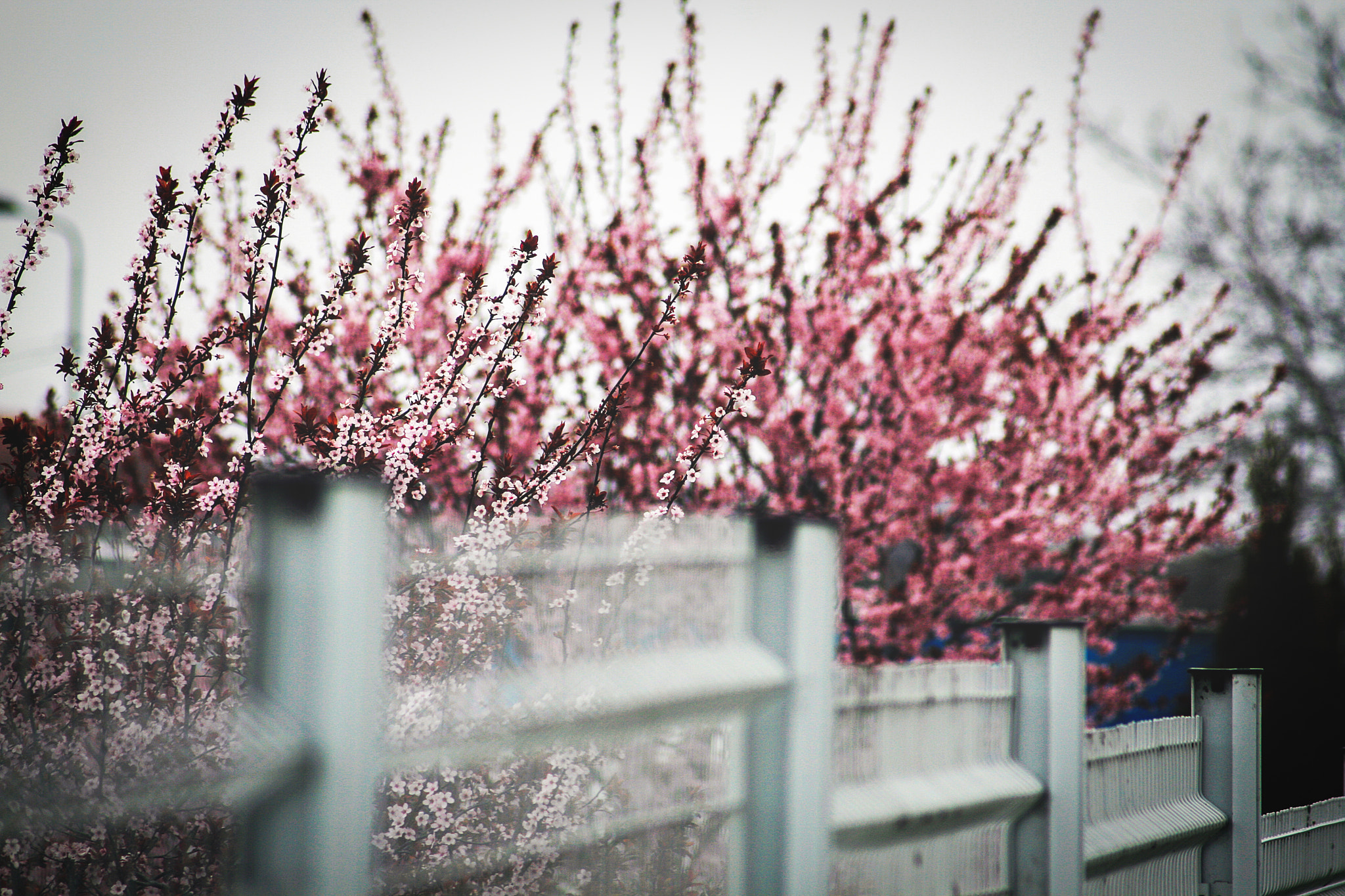 Canon EF 55-200mm F4.5-5.6 II USM sample photo. Spring in my hometown photography